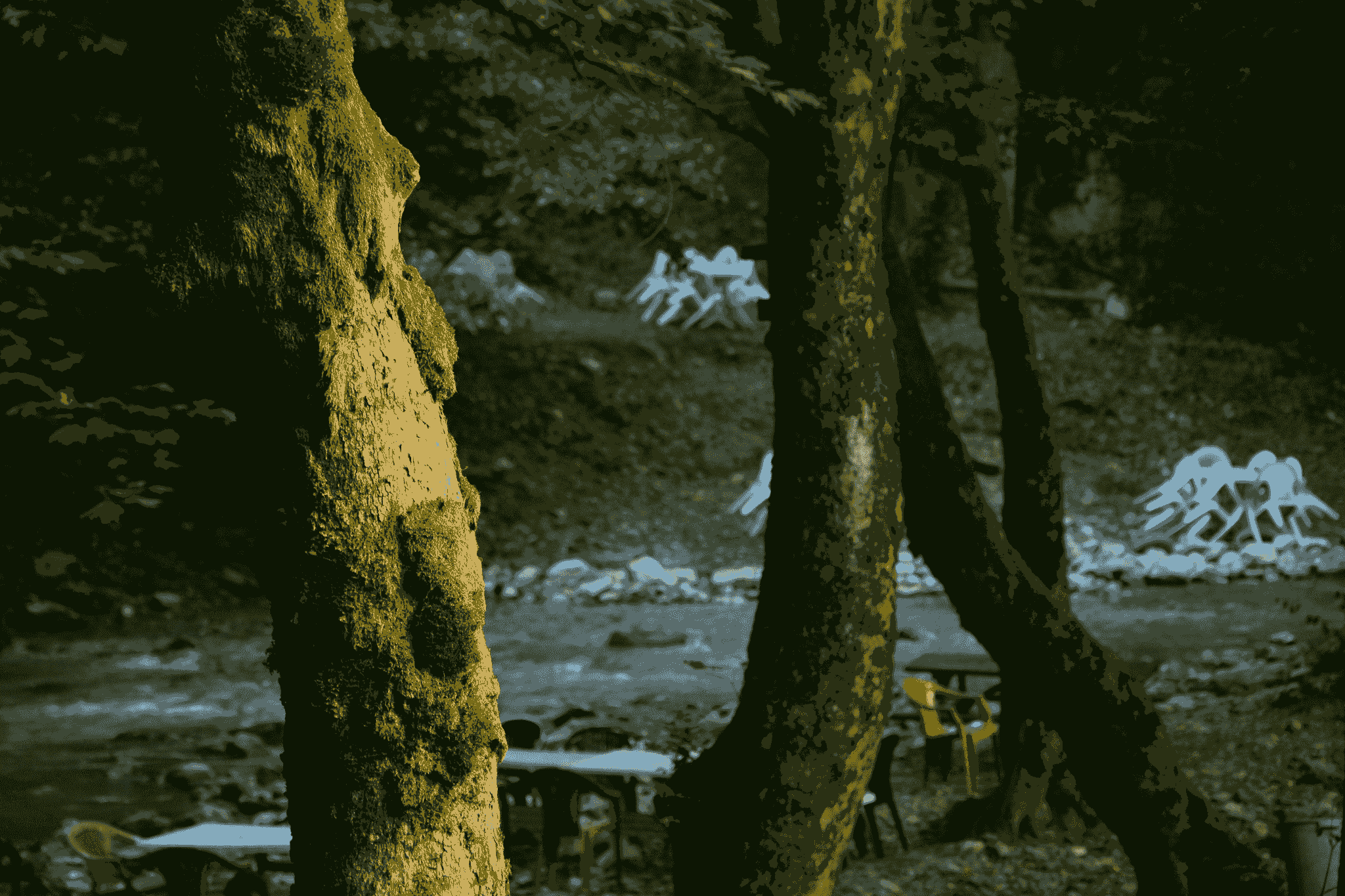 foret des cevennes