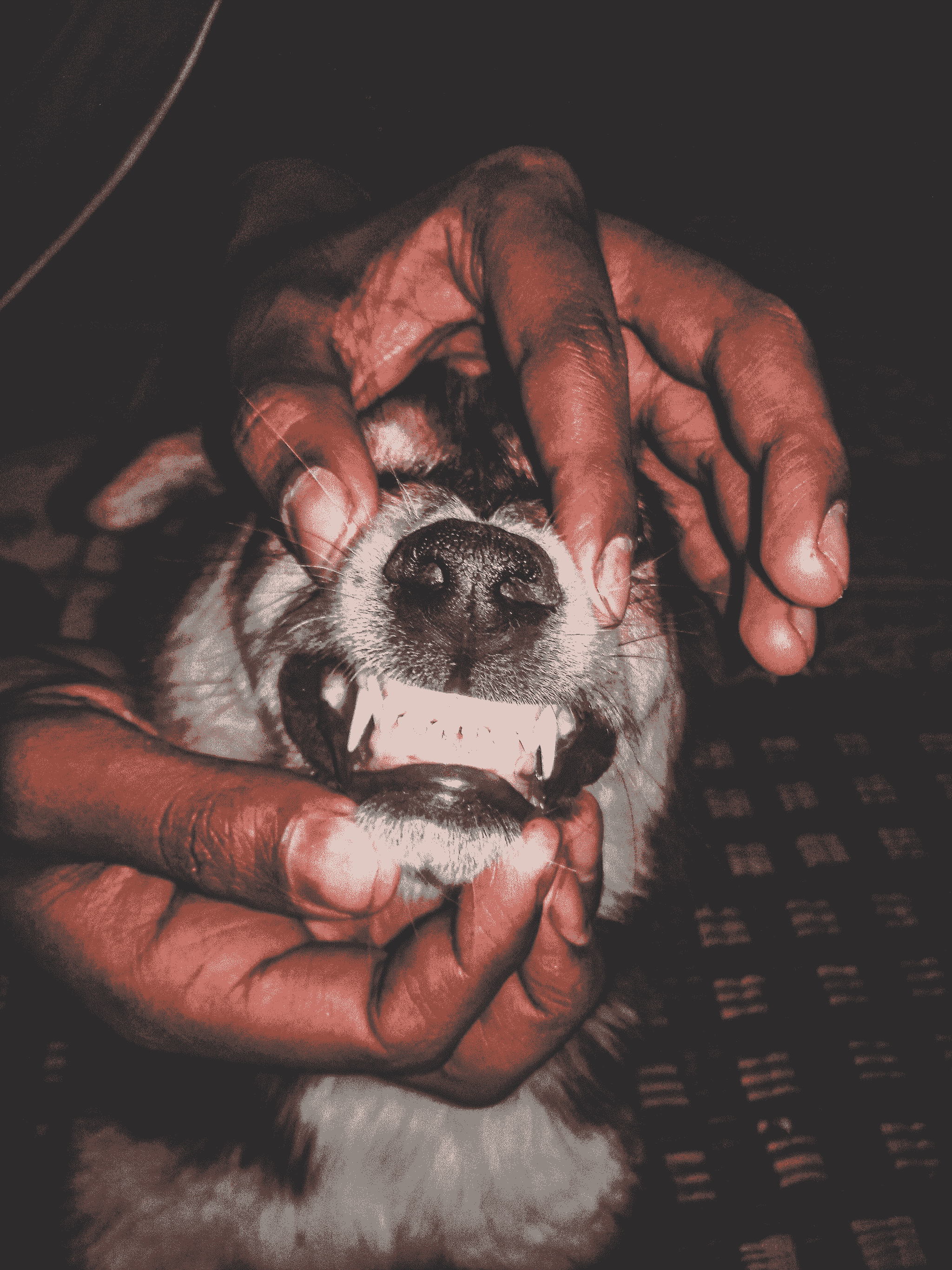 A pet owner checking the dental health of their pet