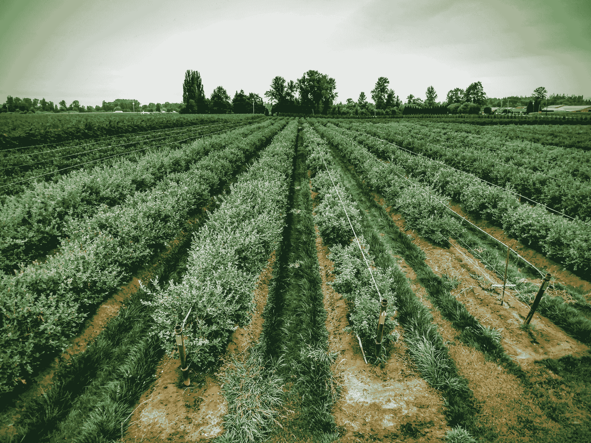 Harvest Pearl Trading Inc. is dedicated to promoting high-quality agricultural products. We partner with local farmers and producers to ensure that our clients receive the best of what nature has to offer, supporting both local economies and sustainable practices. Agricultural Products What We Do 贸易进出口：食品、酒类、农产品等
股东
5年的贸易进出口经验