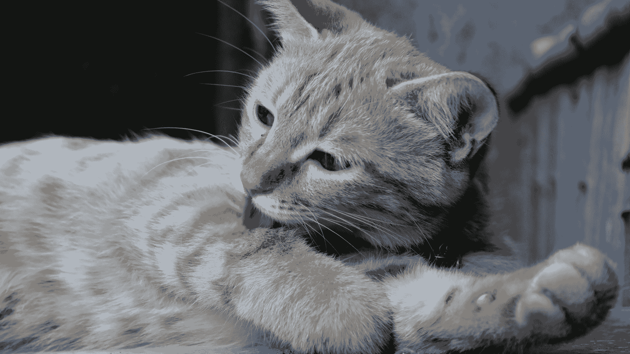 A pet licking excessively or with a visible patch of missing fur