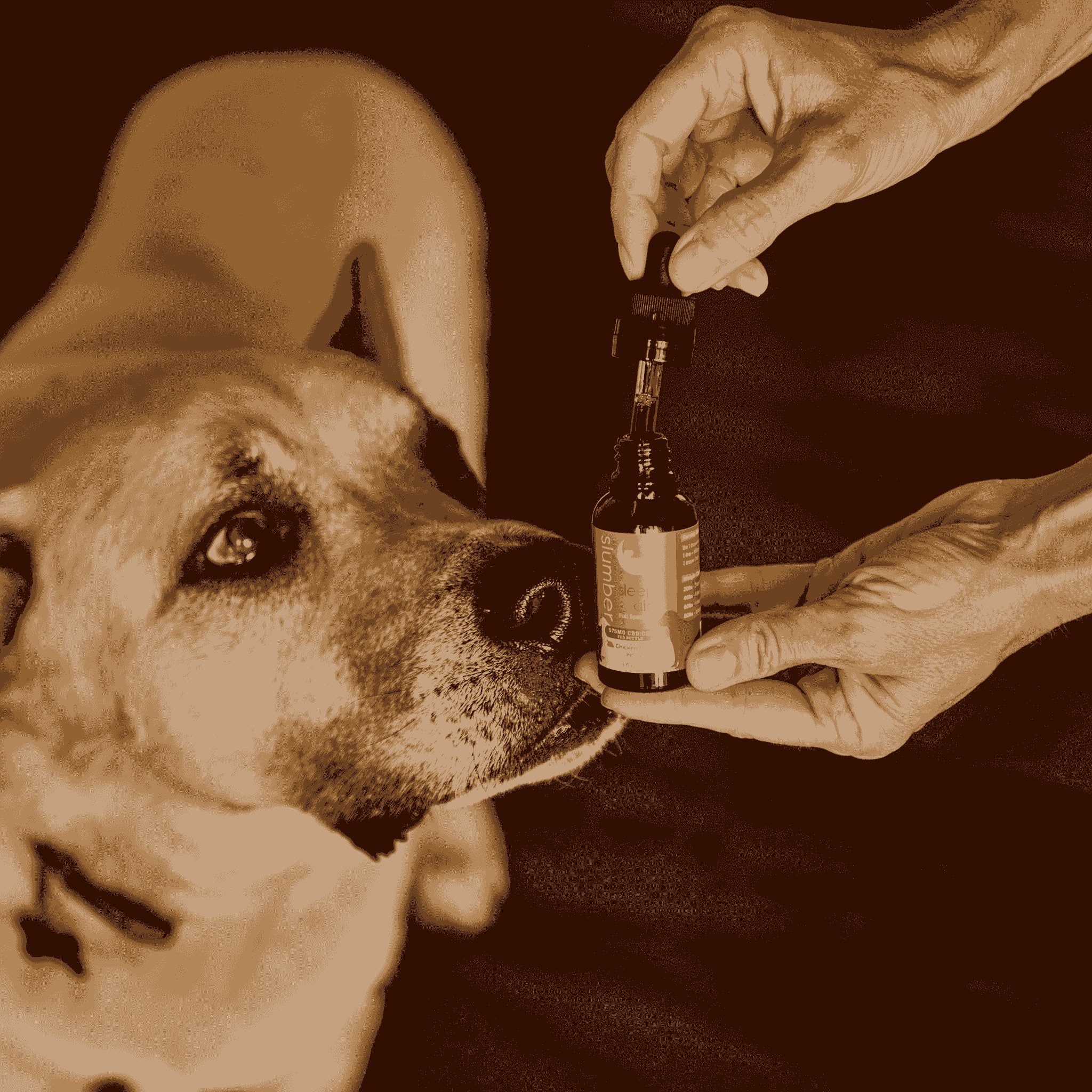 A pet being given a medicine