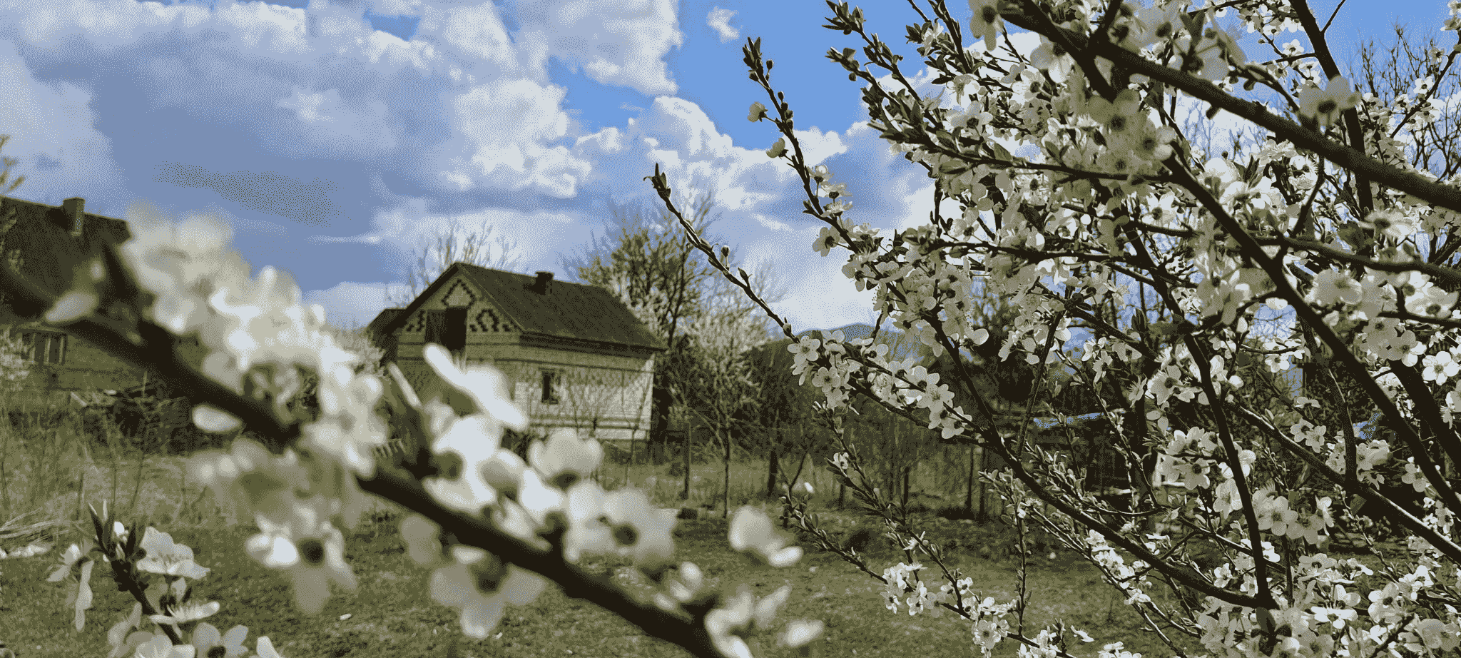 Explore enchanting apple houses in beautiful orchards.