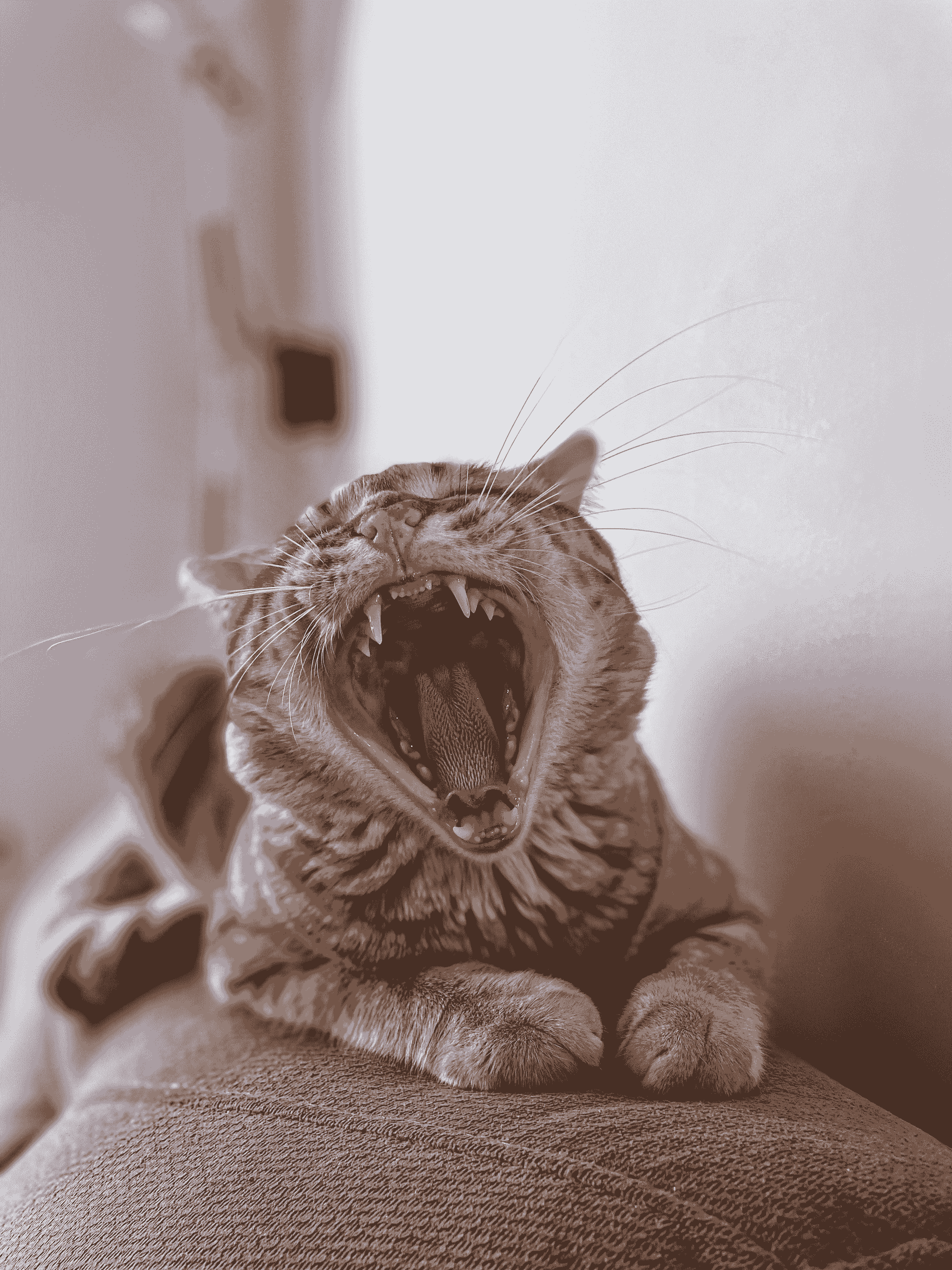 A close-up of a pet yawning, showing their teeth