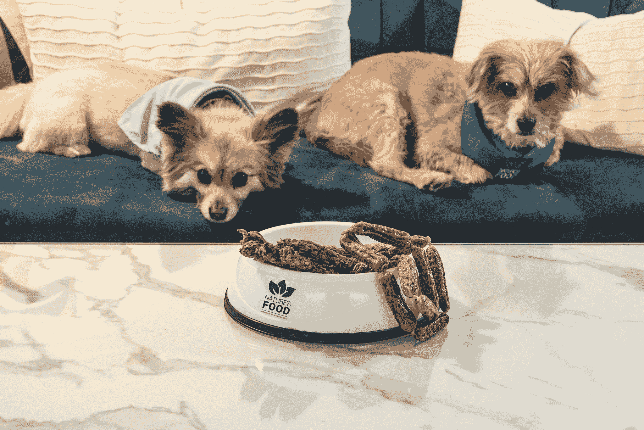 Food bowl untouched beside a disinterested pet