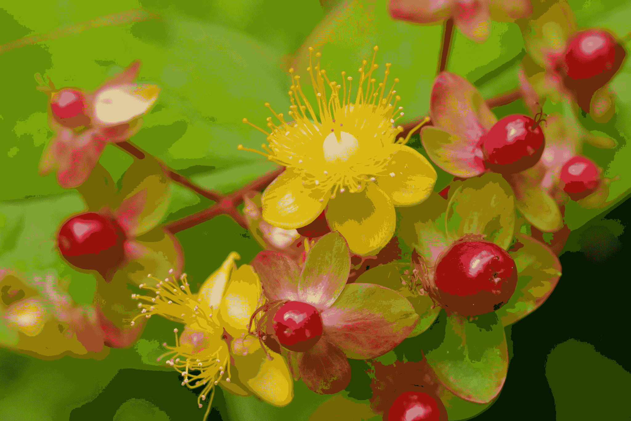 berberine supplements