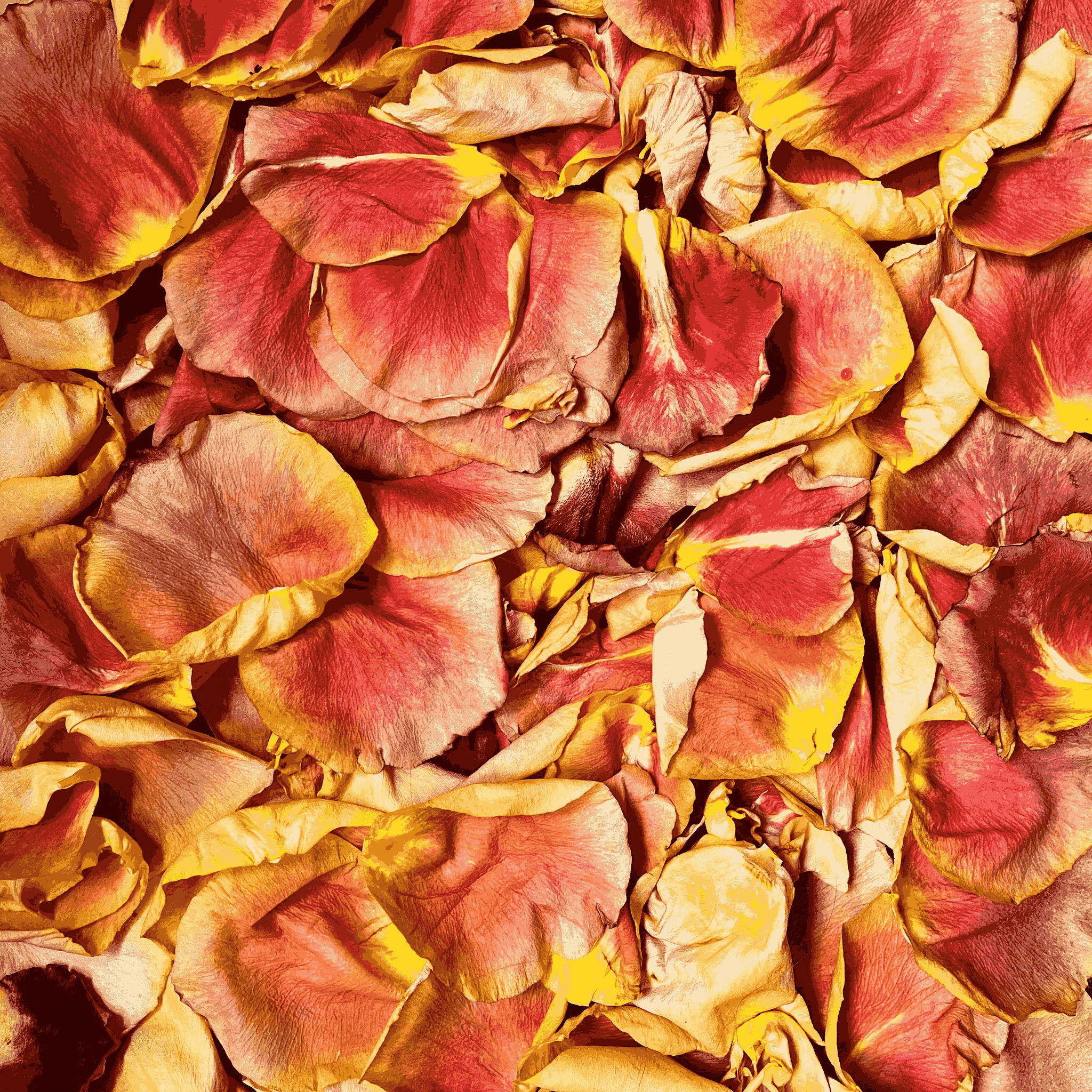 fresh selection of freeze dried petals bulk available online