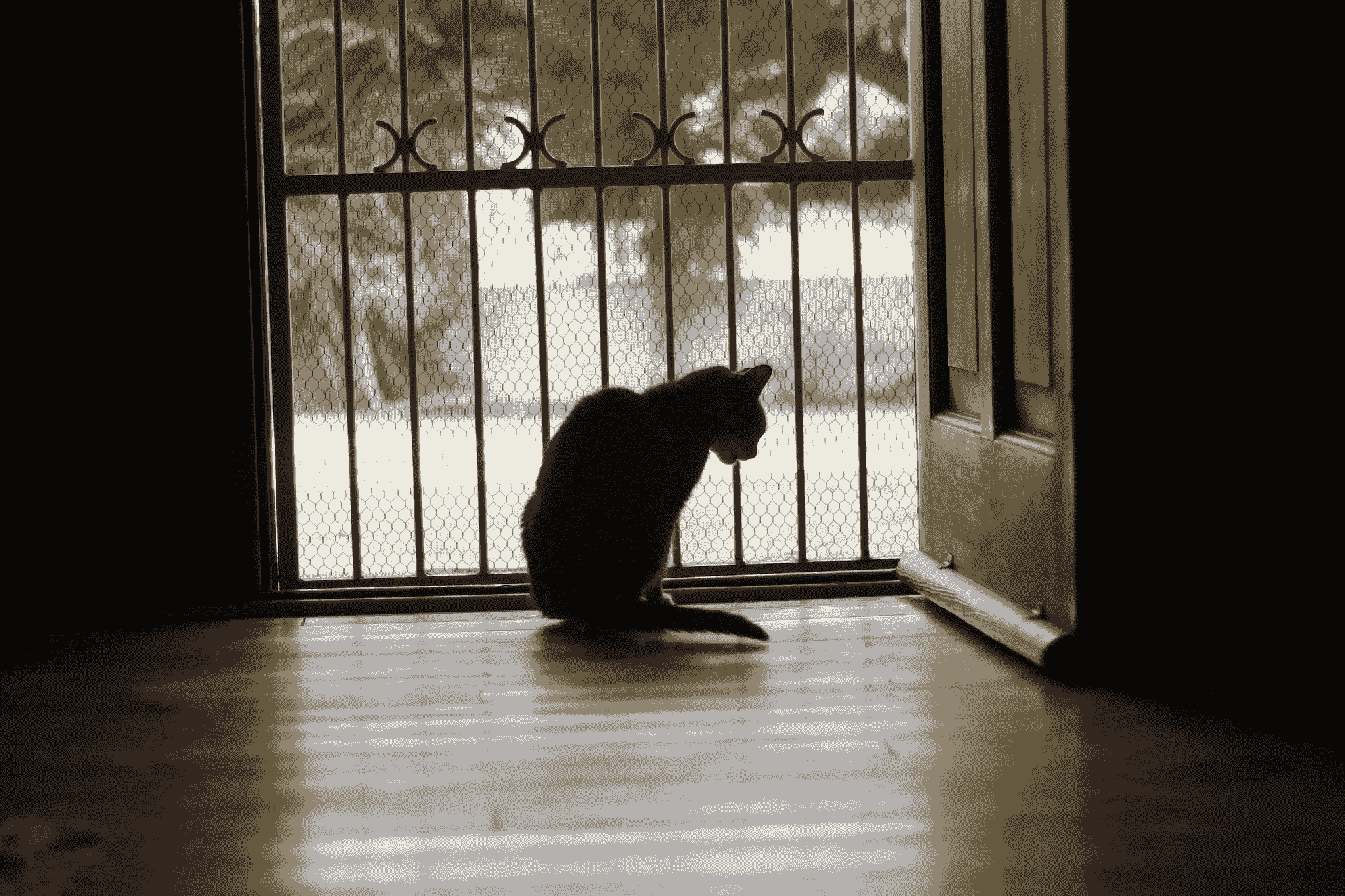A pet turning away from the camera or sitting alone in a corner