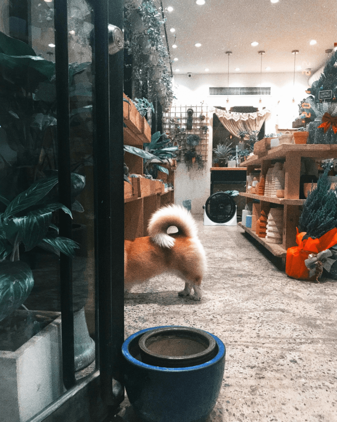 We provide products that support the health and comfortable life of pets. Welcome to Pet Bloom Shop that sells food, toys, care products, beds, etc. that support the health and comfortable life of pets.