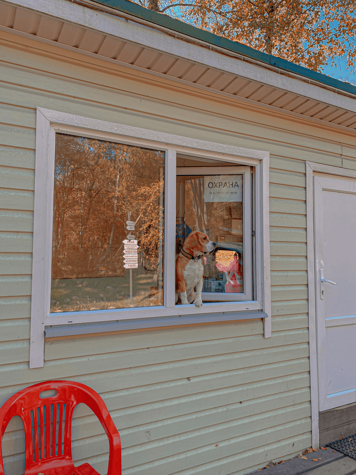 Your trusted partner for healthy pets and premium supplies in Gunnison Noah Parker’s Pet Shop Noah Parker’s Pet Shop, located at 6635 Co Rd 730, Gunnison, CO 81230, is a trusted destination for pet lovers. We offer a wide selection of healthy pets, premium food, and quality supplies to keep your companions happy and thriving. With friendly service and expert care advice, we are dedicated to creating a welcoming space for both pets and their owners.