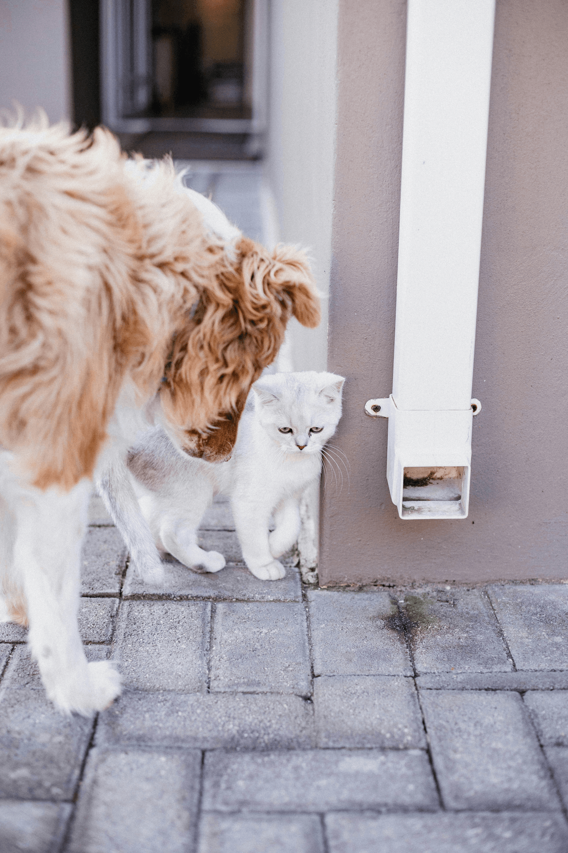 Even when going out, it is a feeder that can be operated by smartphone to firmly support your beloved dog or cat. automatic feeder for pets Safe even when going out, pet care items that can be operated with a smartphone.
