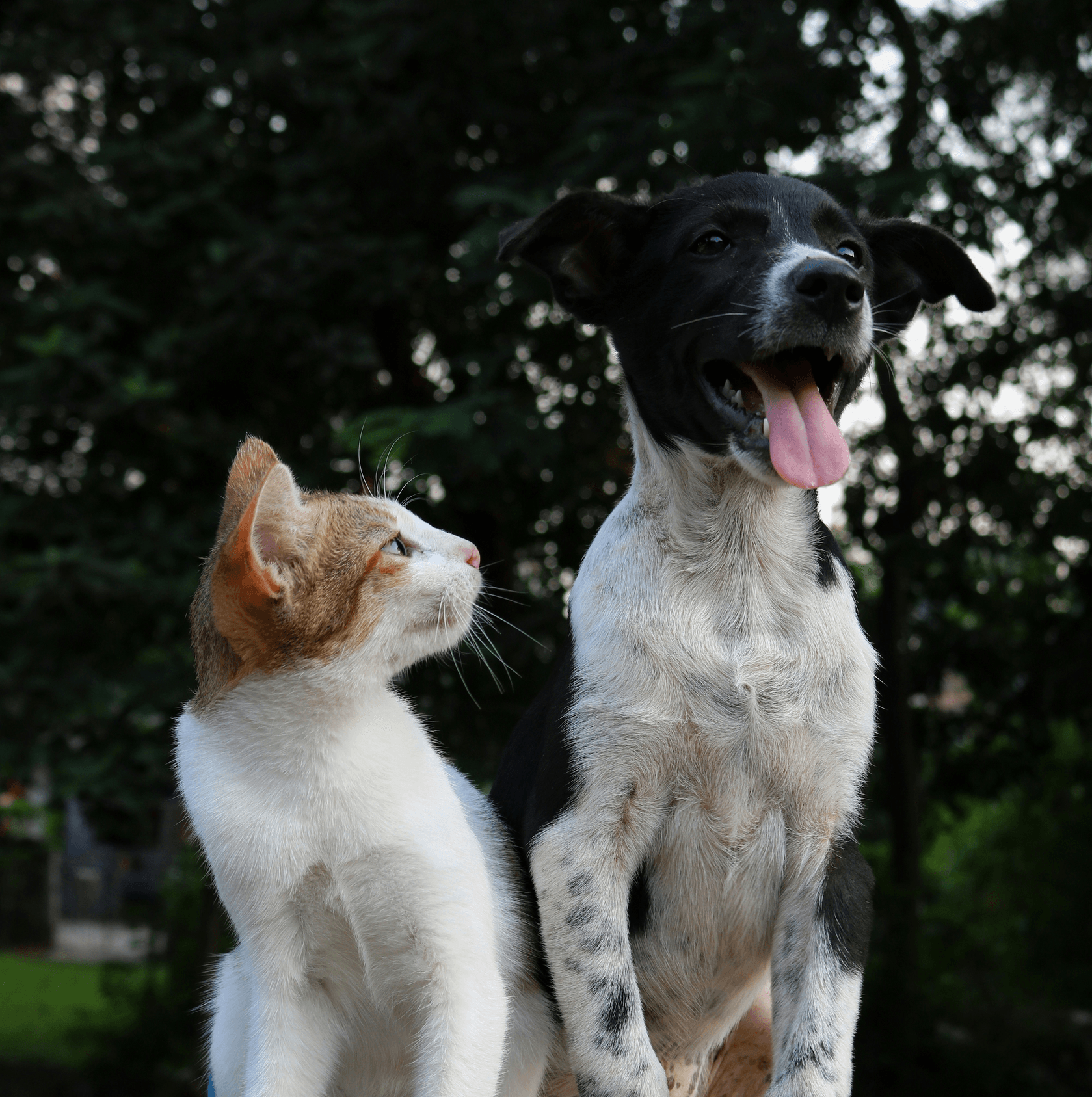 At Paws & Harmony, our focus is on enhancing the bond between pets and their families through trusted products and caring services. We are committed to providing high-quality, safe, and nourishing options for your beloved pets. 
Healthy
Pets
 Paws & Harmony is a U.S.-based pet company dedicated to improving the lives of pets and their owners. We provide trusted pet products and services designed with love, quality, and care. Our mission is to create healthier, happier moments between families and their beloved pets.
