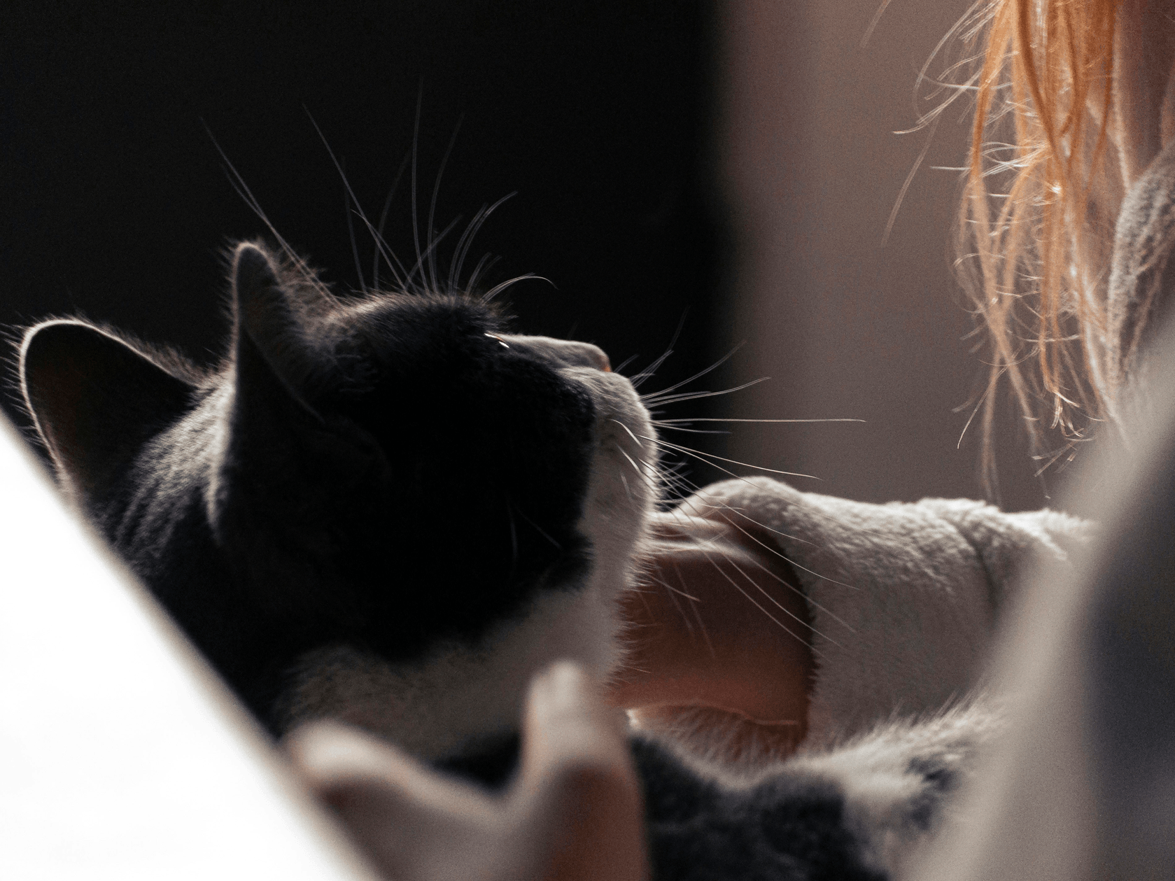 At Paws & Whiskers, we believe that every pet deserves the best. Our mission is to provide top-quality food, toys, and accessories that promote the health and happiness of your furry friends. We are committed to ensuring that pets and their owners experience joy and companionship through our carefully curated products. 
Whisker-Licious
Pet Supplies
 Design an online store for "Paws & Whiskers", a pet supply store offering food, toys, and accessories for dogs and cats. Include sections for Home, Shop (Food, Toys, Grooming, Beds), New Arrivals, Pet Care Tips, About Us, and Contact. Use playful design and focus on product quality and pet health. Include helpful product descriptions, customer reviews, and the option to subscribe for recurring deliveries. Add calls-to-action like "Shop Now" and "Treat Your Pet".