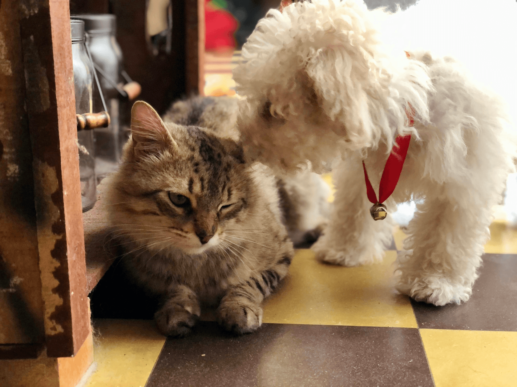 We are committed to providing high-quality pet supplies and food, ensuring that every pet can enjoy health and happiness. Our mission is to bring reliable products and professional services to merchants, satisfying the needs of different customers. Hong Kong Golden Jubilee Development Limited Pet Supplies Wholesale, Pet Food Wholesale Pet supplies wholesale, pet food wholesale