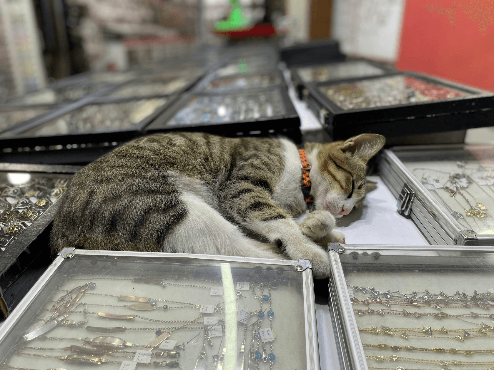 Our mission is to support the health and happiness of your beloved cat. We offer products that meet the needs of cats, such as carefully selected cat food, toys, and comfortable beds. Best choice for beloved cat Japan's pet supplies paradise. Specializing in cat supplies, we offer carefully selected cat food, toys, cat beds, grooming supplies, and more to support the happiness of your beloved cat.