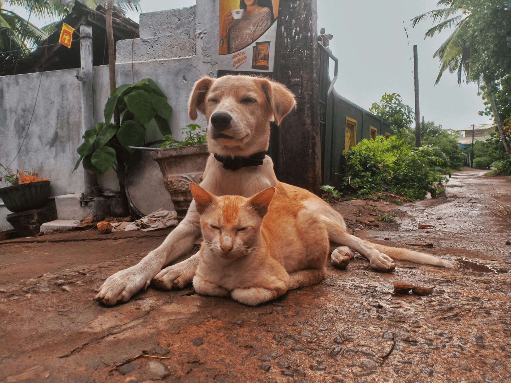 Our mission is to protect and care for stray cats, providing shelter, medical assistance, and support. We are dedicated to creating a safer, healthier environment for these vulnerable animals and promoting responsible community involvement. 
Compassionate
Care
 Stray Cat Protection Foundation