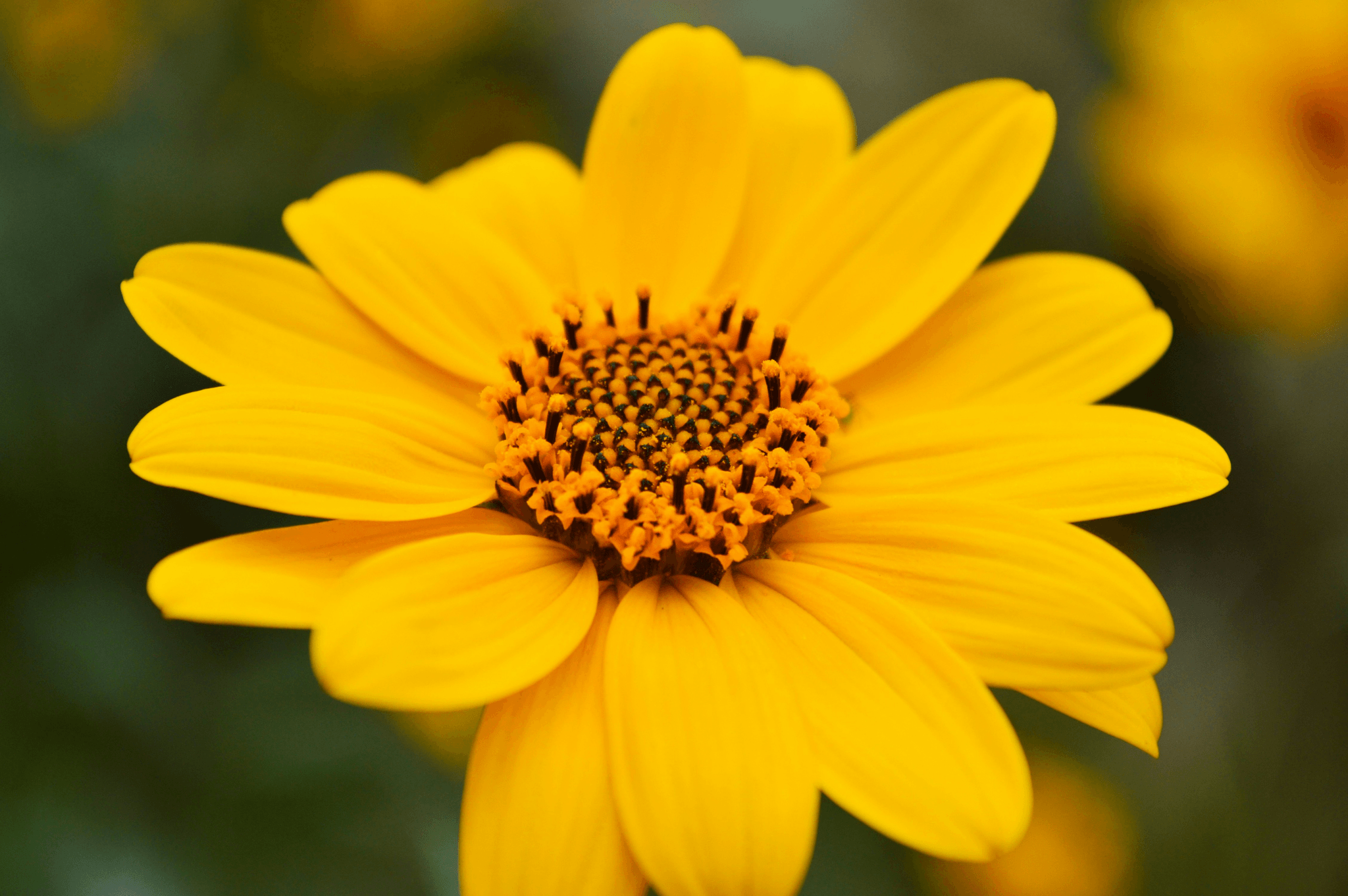 sunflower necklace with vibrant sunflower beside it