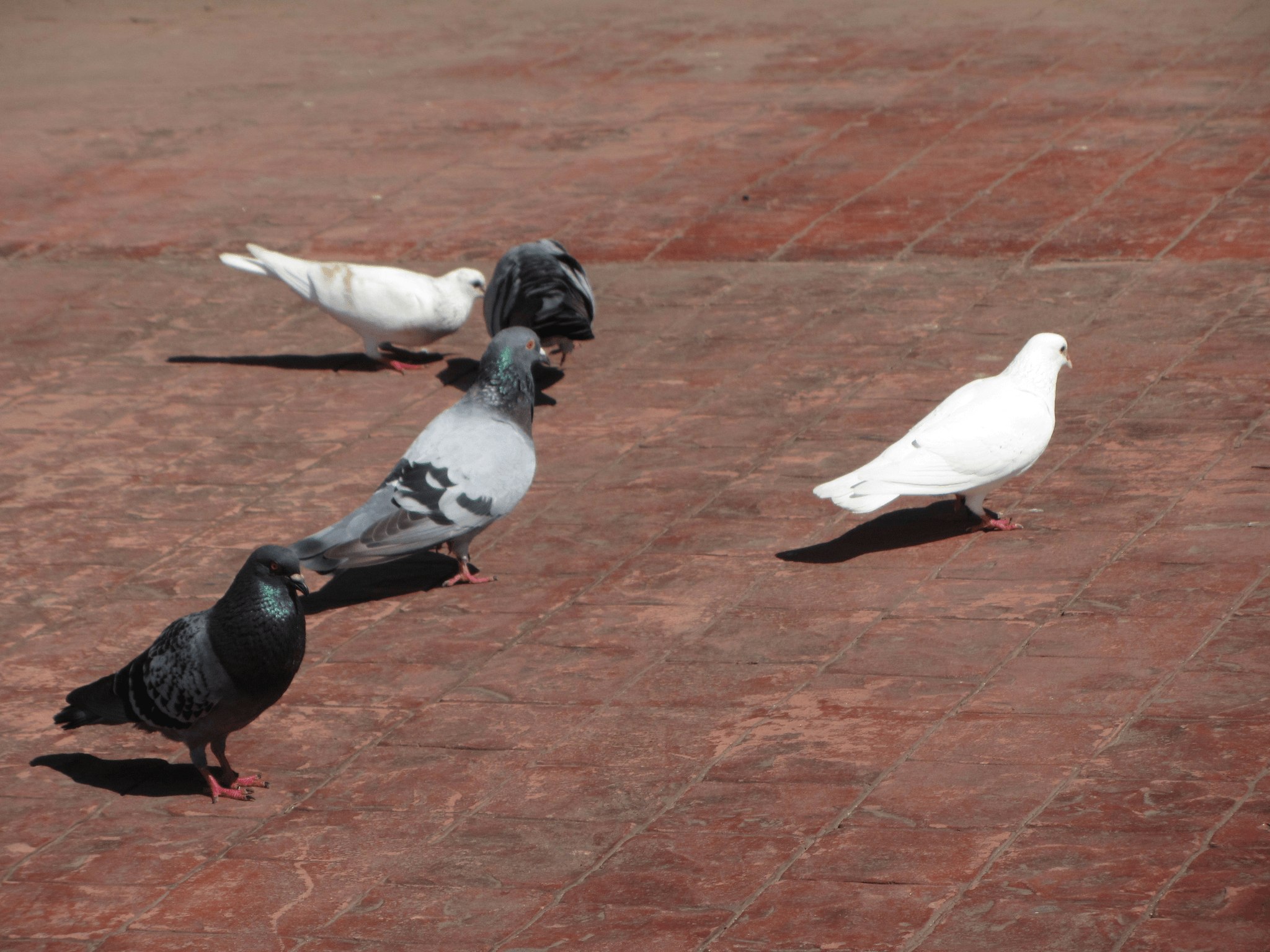 Pegions are highly intelligent and adaptive. Need more intellent bird deterrent to prevent them.