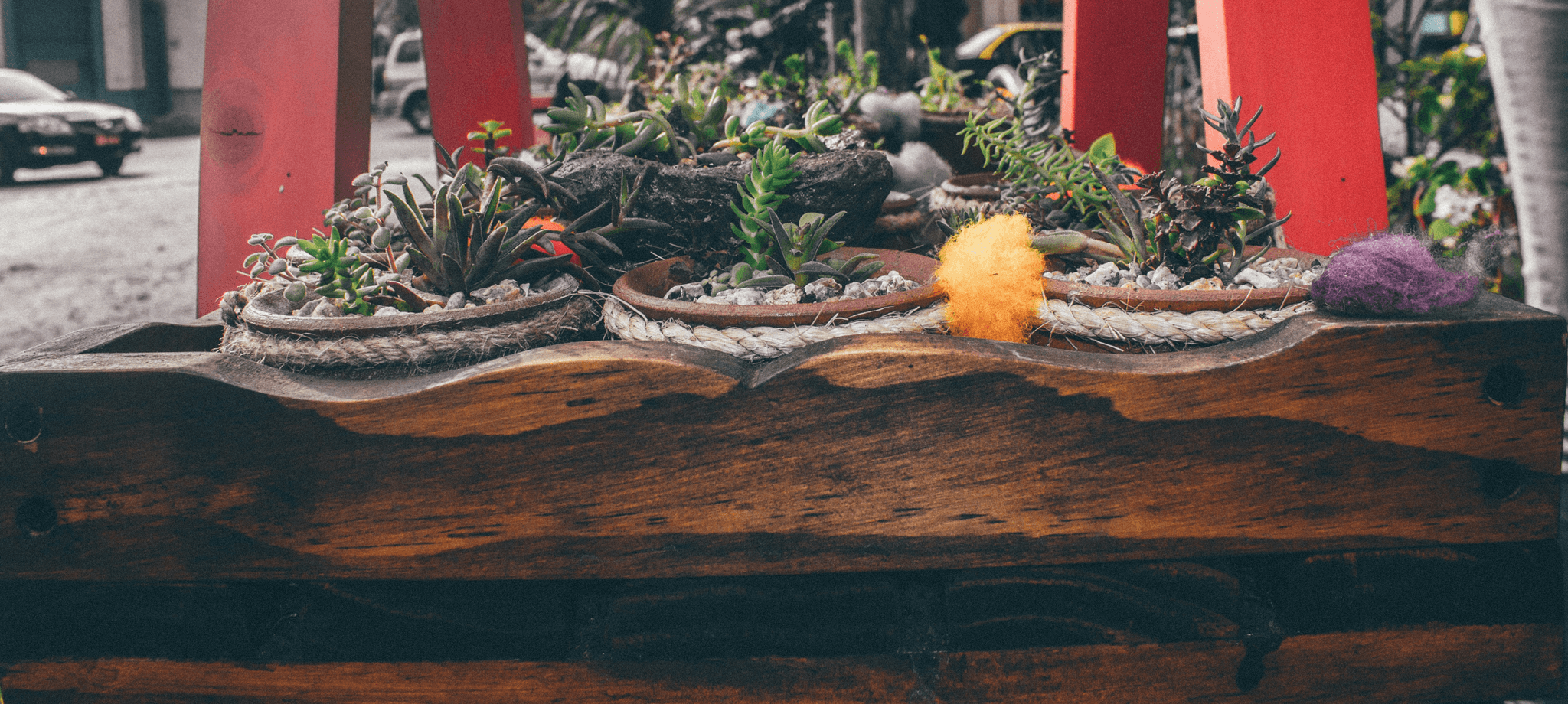 Colorful succulents planted in repurposed capsule containers
