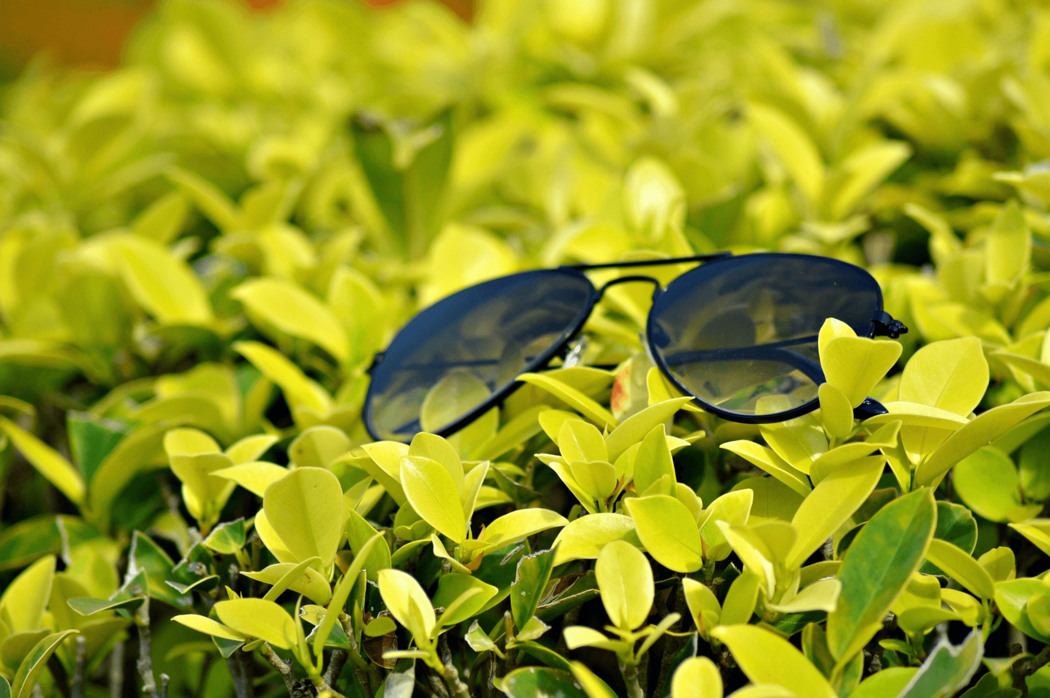 Affordable cheap aviators glass showcased with eco-friendly elements.