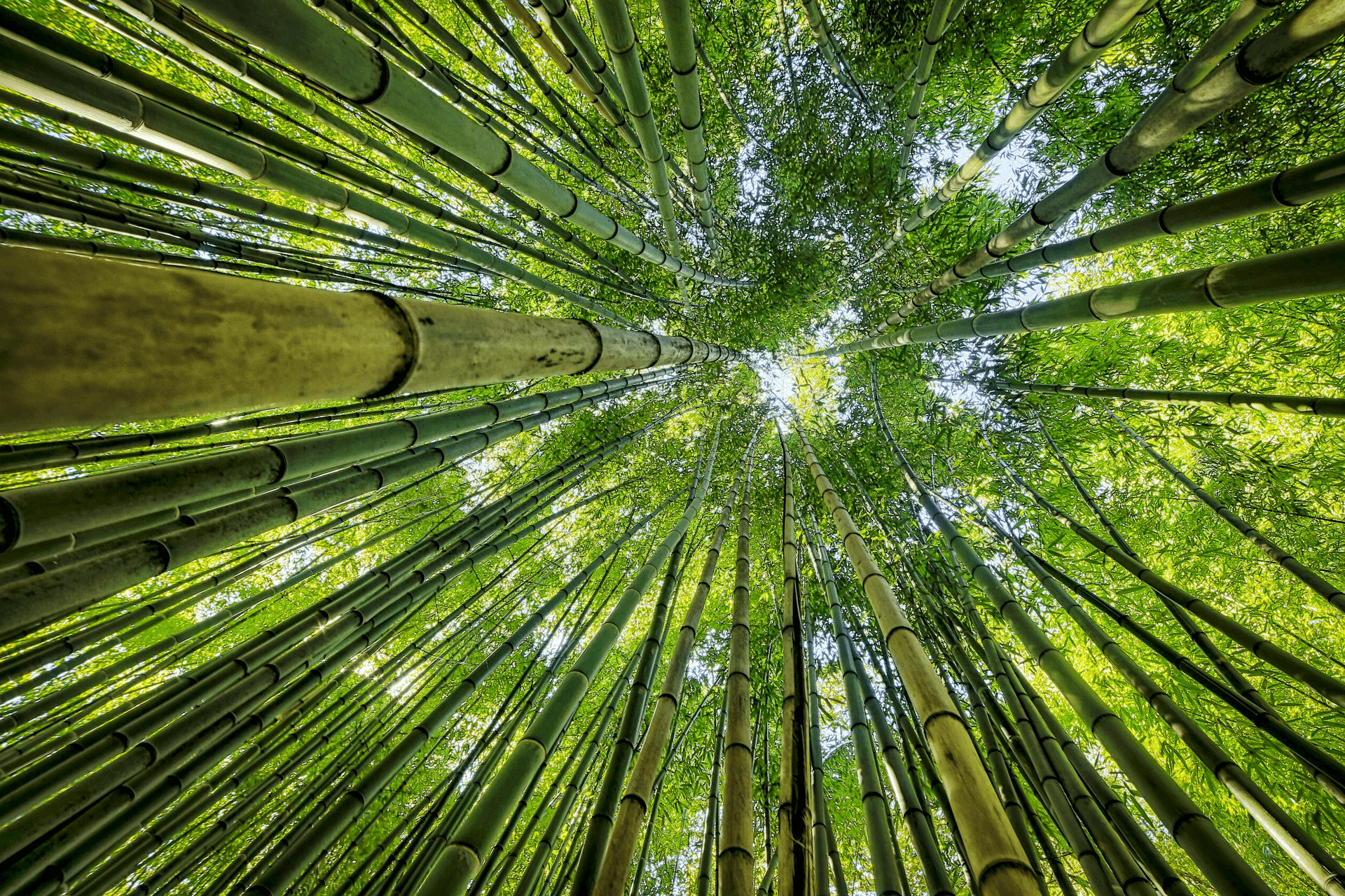 Bamboo Forest Bamboo