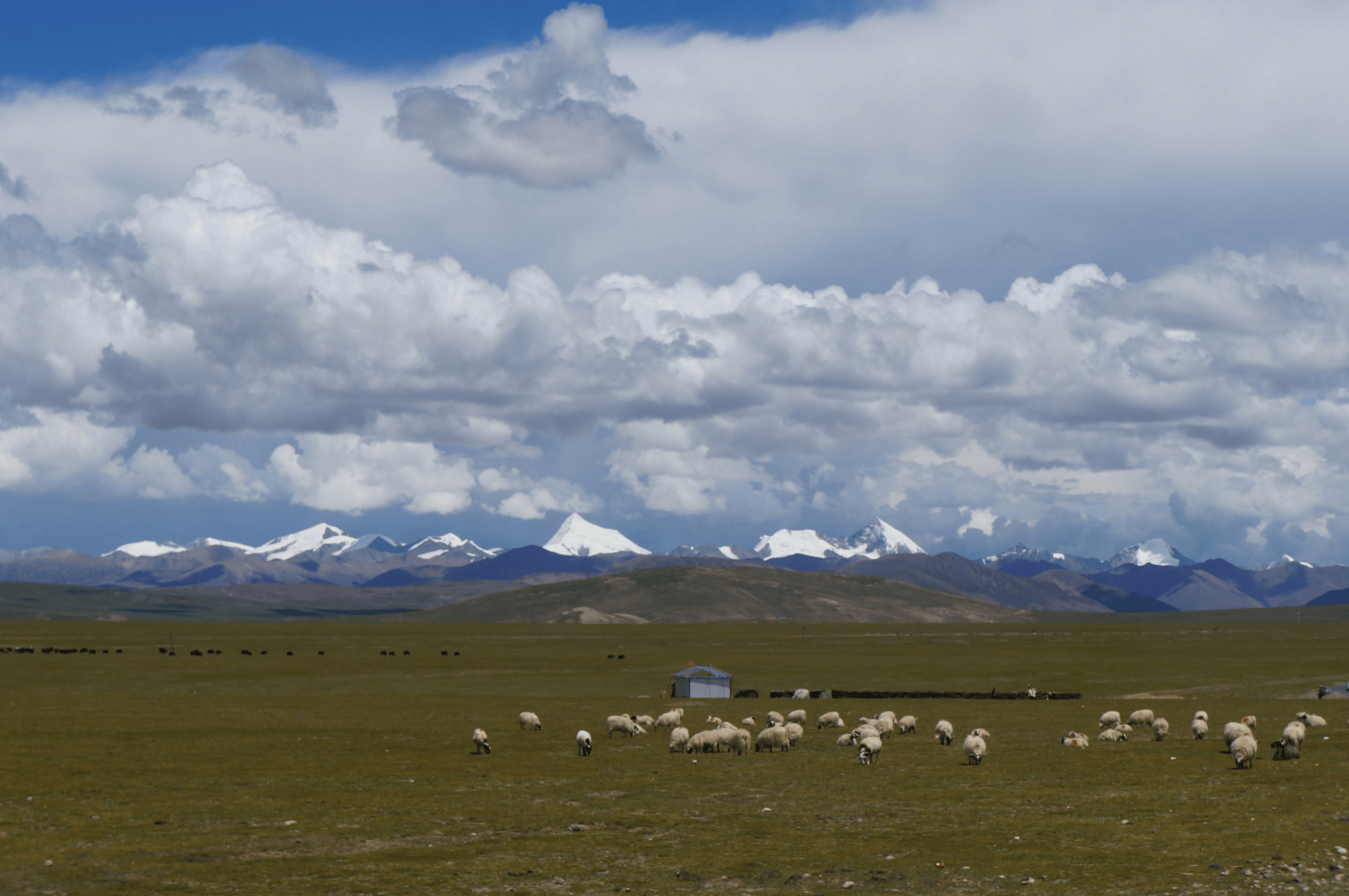 The Significance of Yaks for Tibetan People in preserving cultural heritage