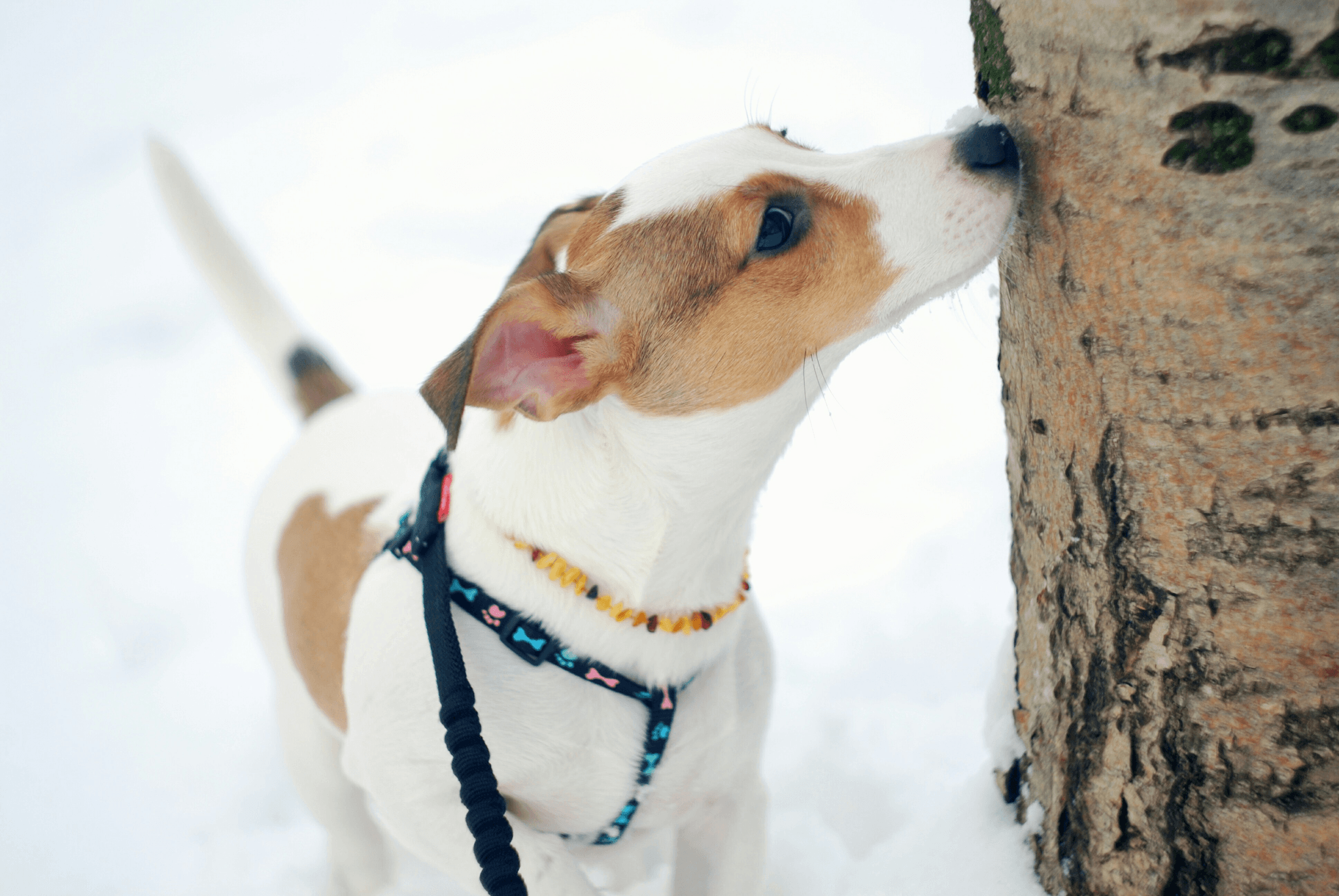 Small dog wearing no shock bark training collar for small dogs