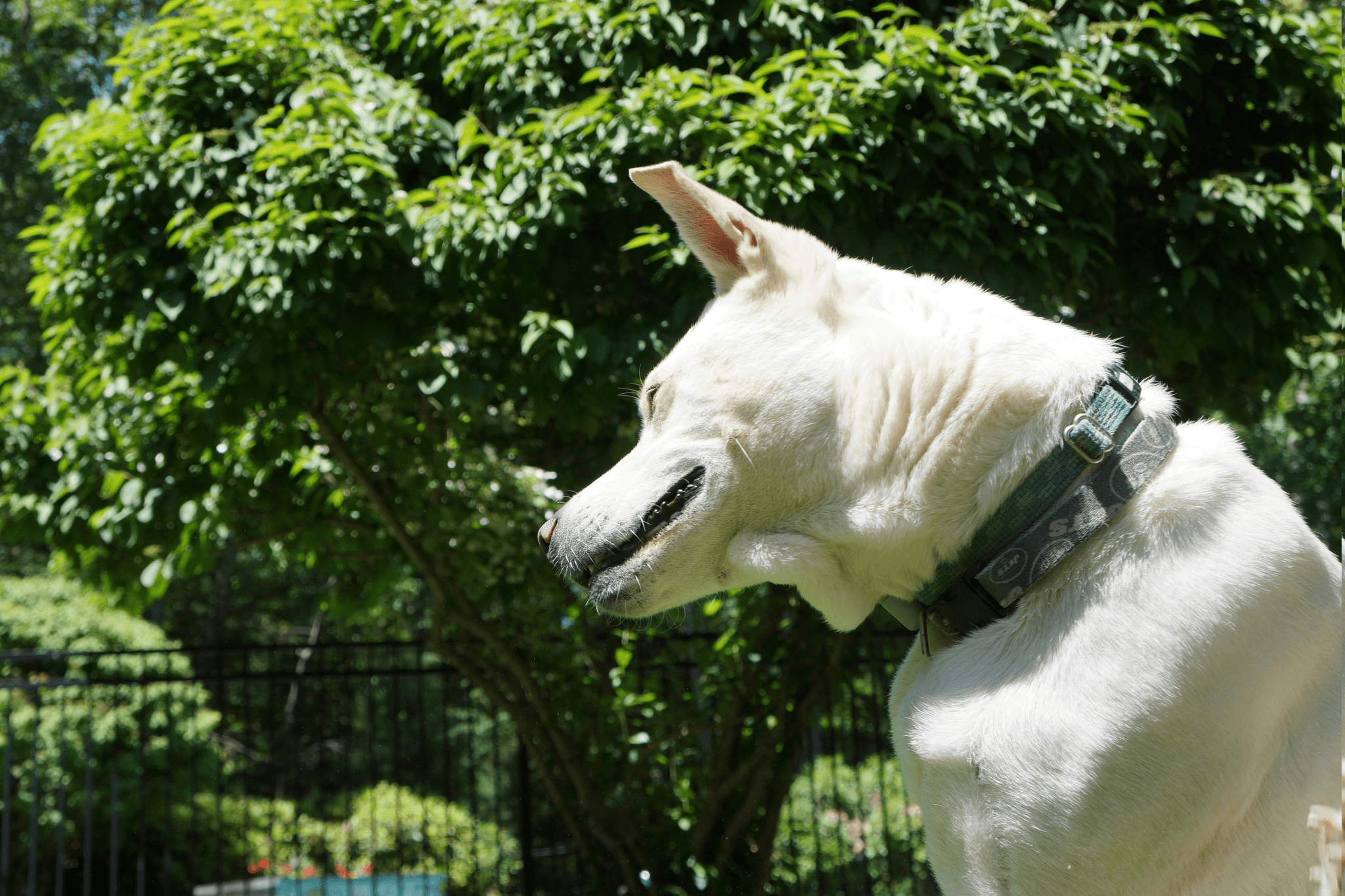 Happy dog playing in yard with wireless dog collar
