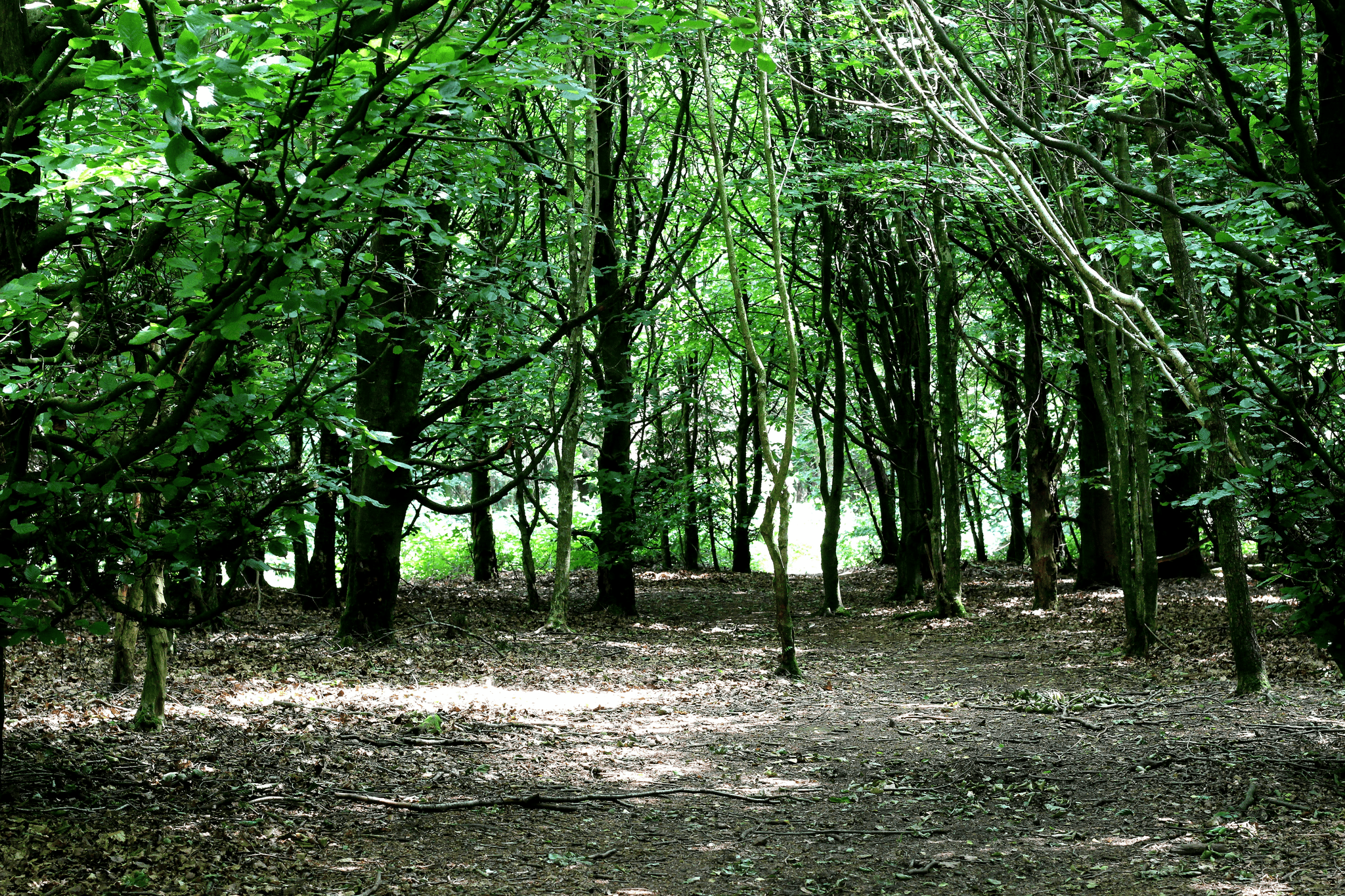 lyme disease natural healing humans animals