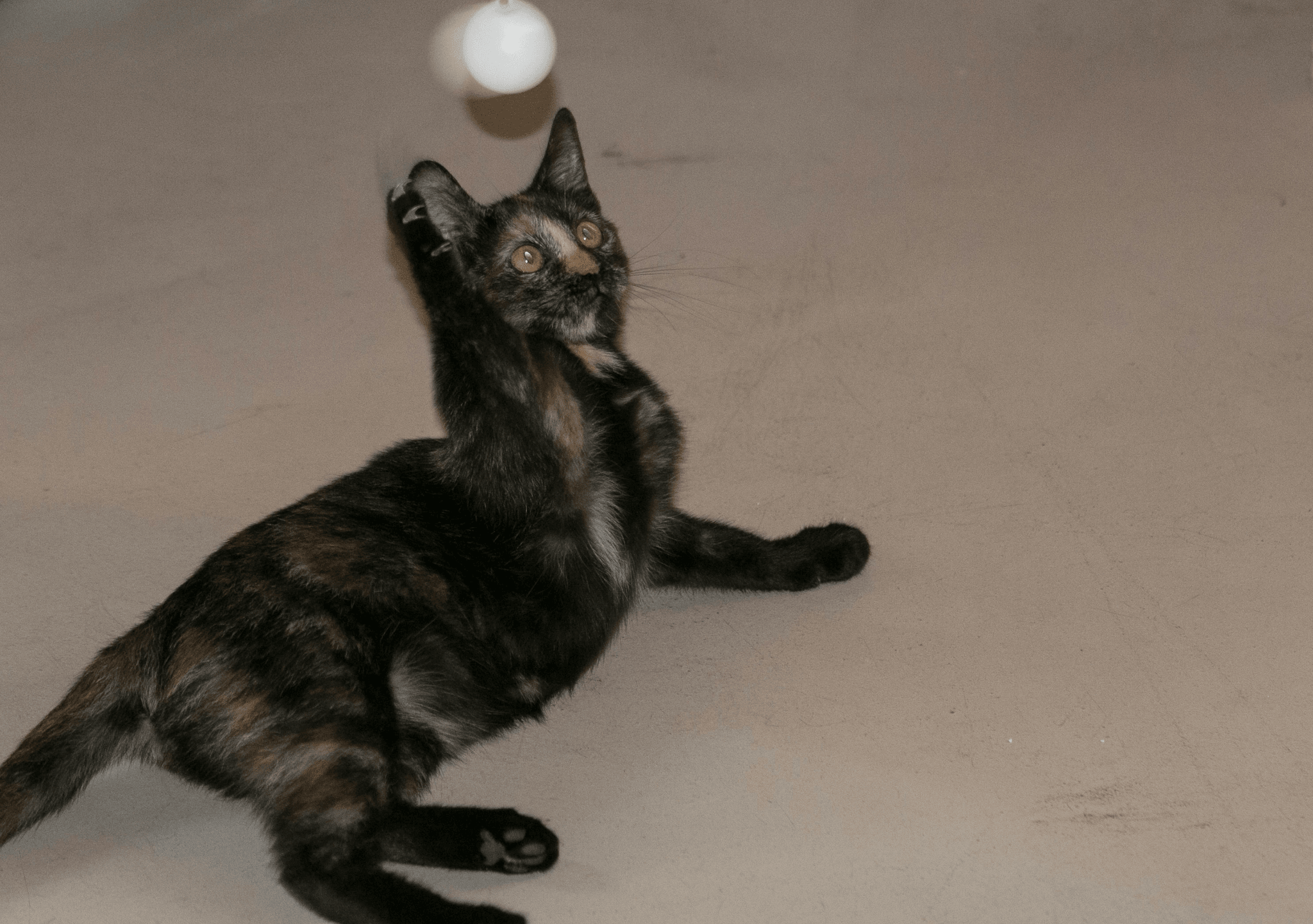 Cat playing with self-moving ball