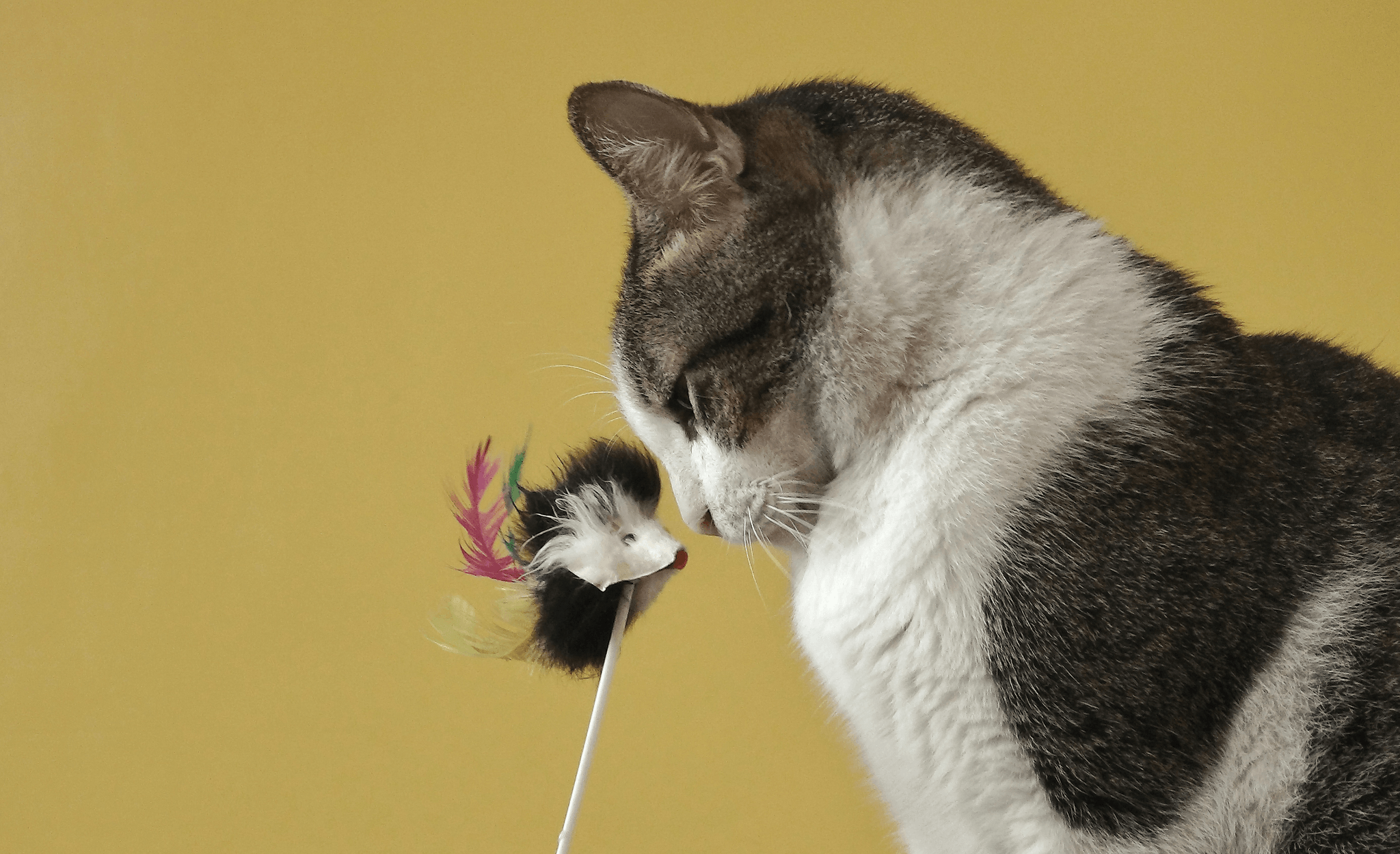 Motion-Activated Feather Wand Toy for Self Activated Cat Toys