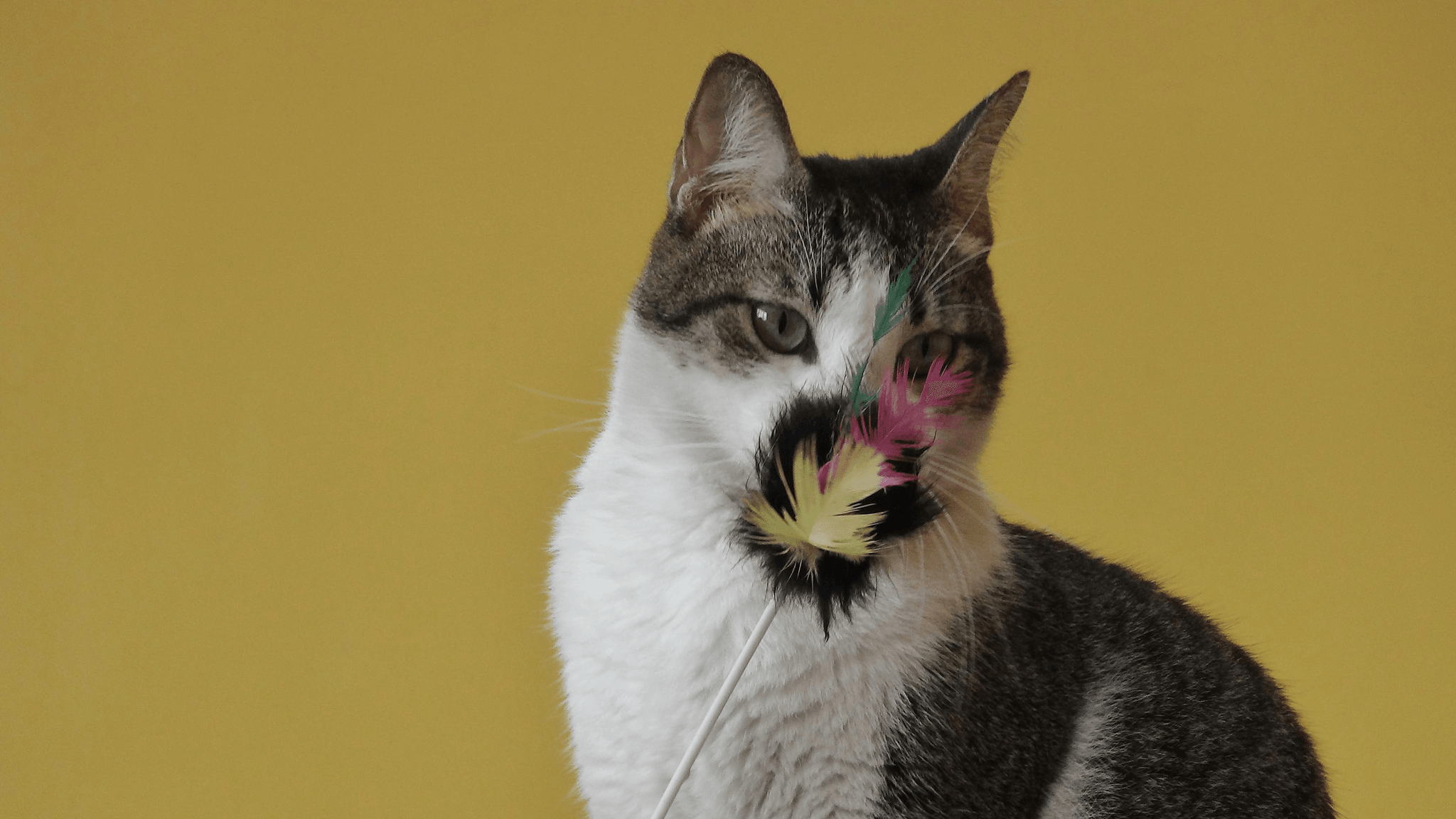 Playful tabby cat engaging with moving cat toy