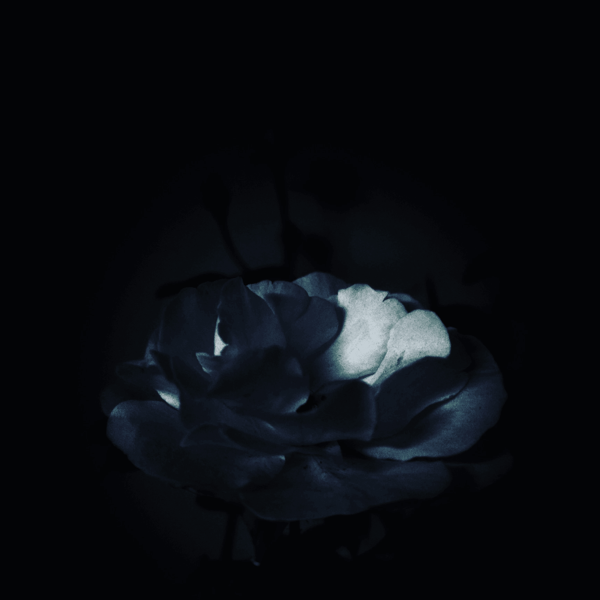 are black roses bad luck: exploring their spiritual meaning