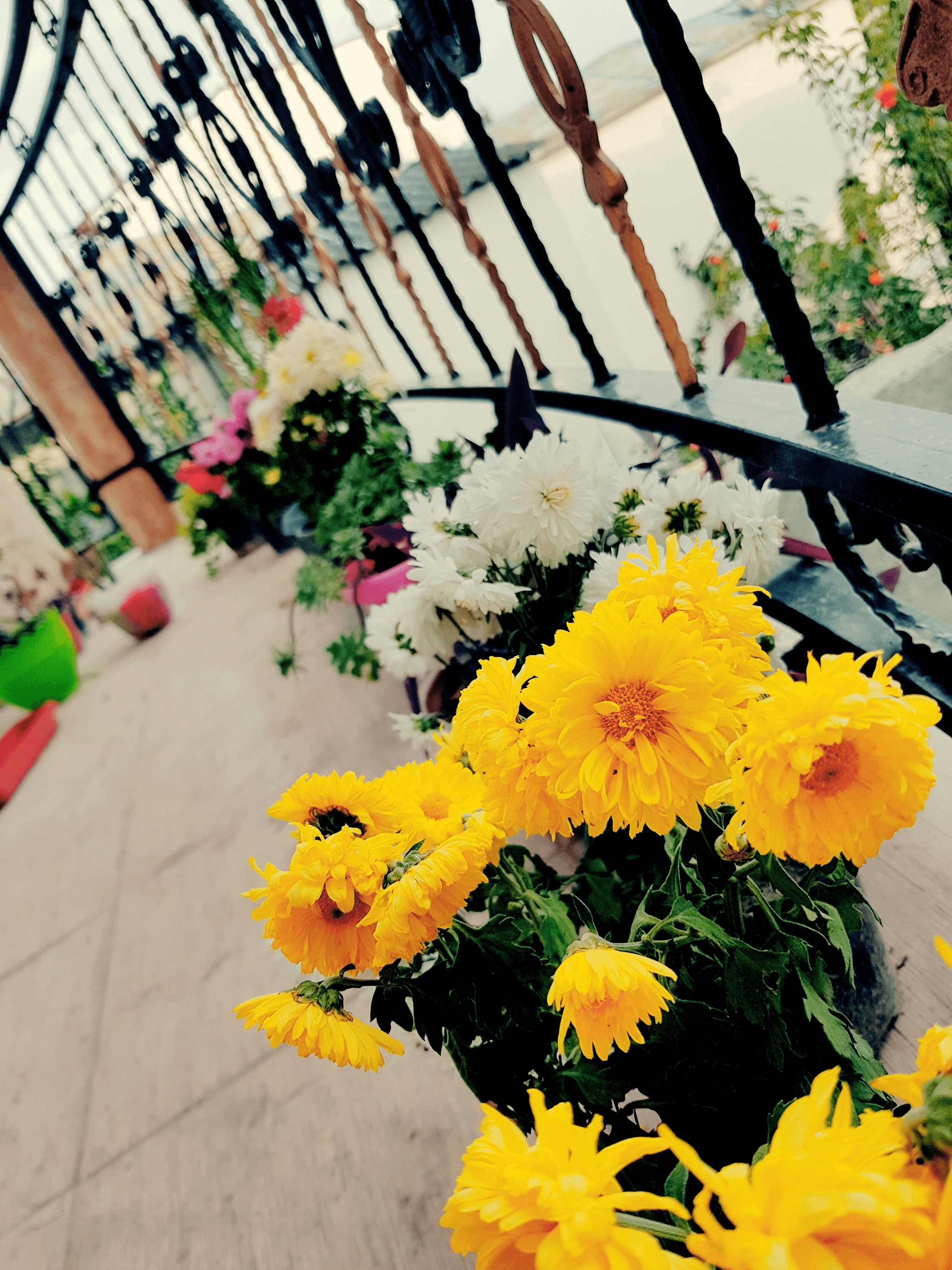 Stylish container designs showcasing vibrant seasonal blooms.