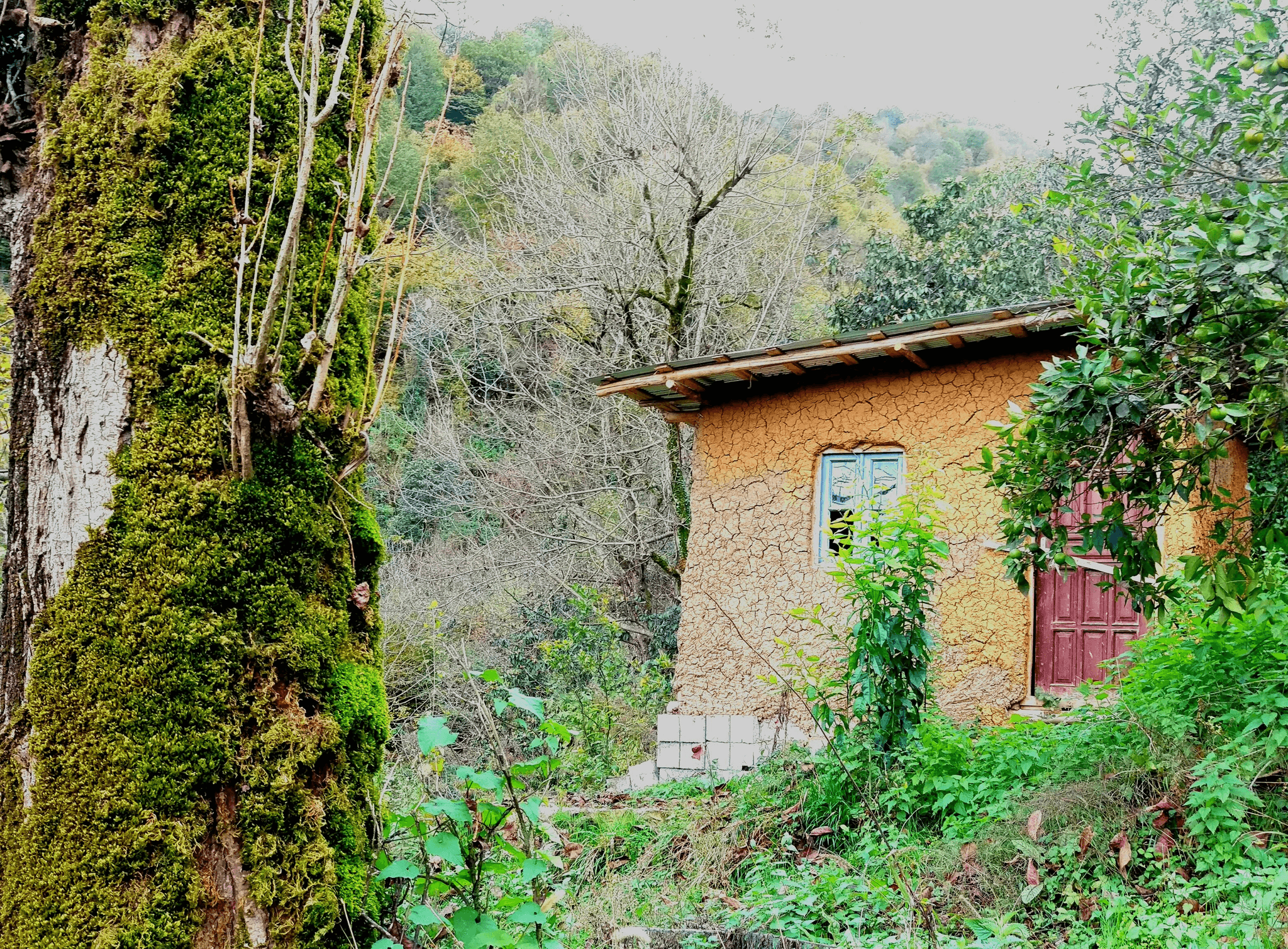 Cozy modern tiny house nestled in nature