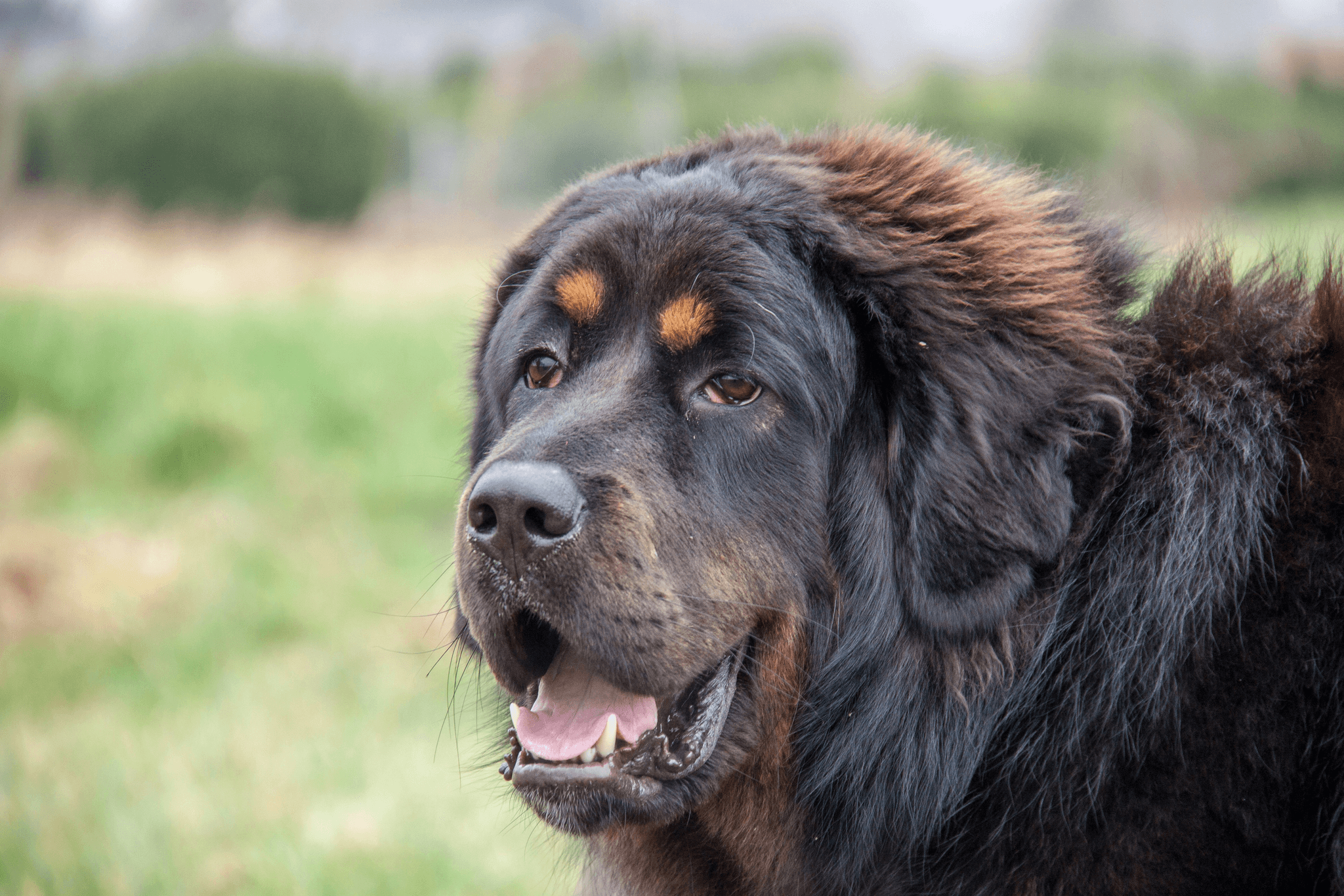 majestic mastin tibetano guarding Himalayan landscape