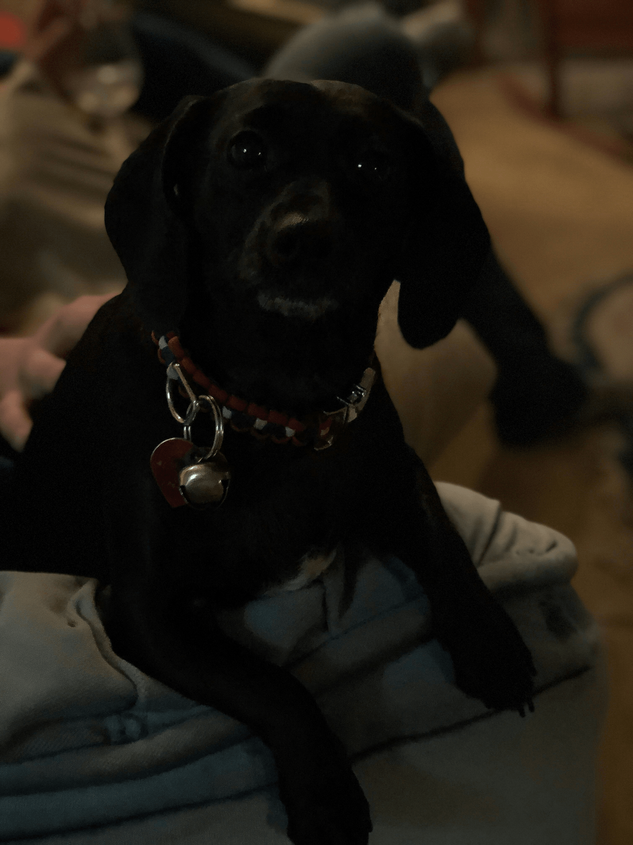 Small dog wearing petsafe shock collar for safe and humane training