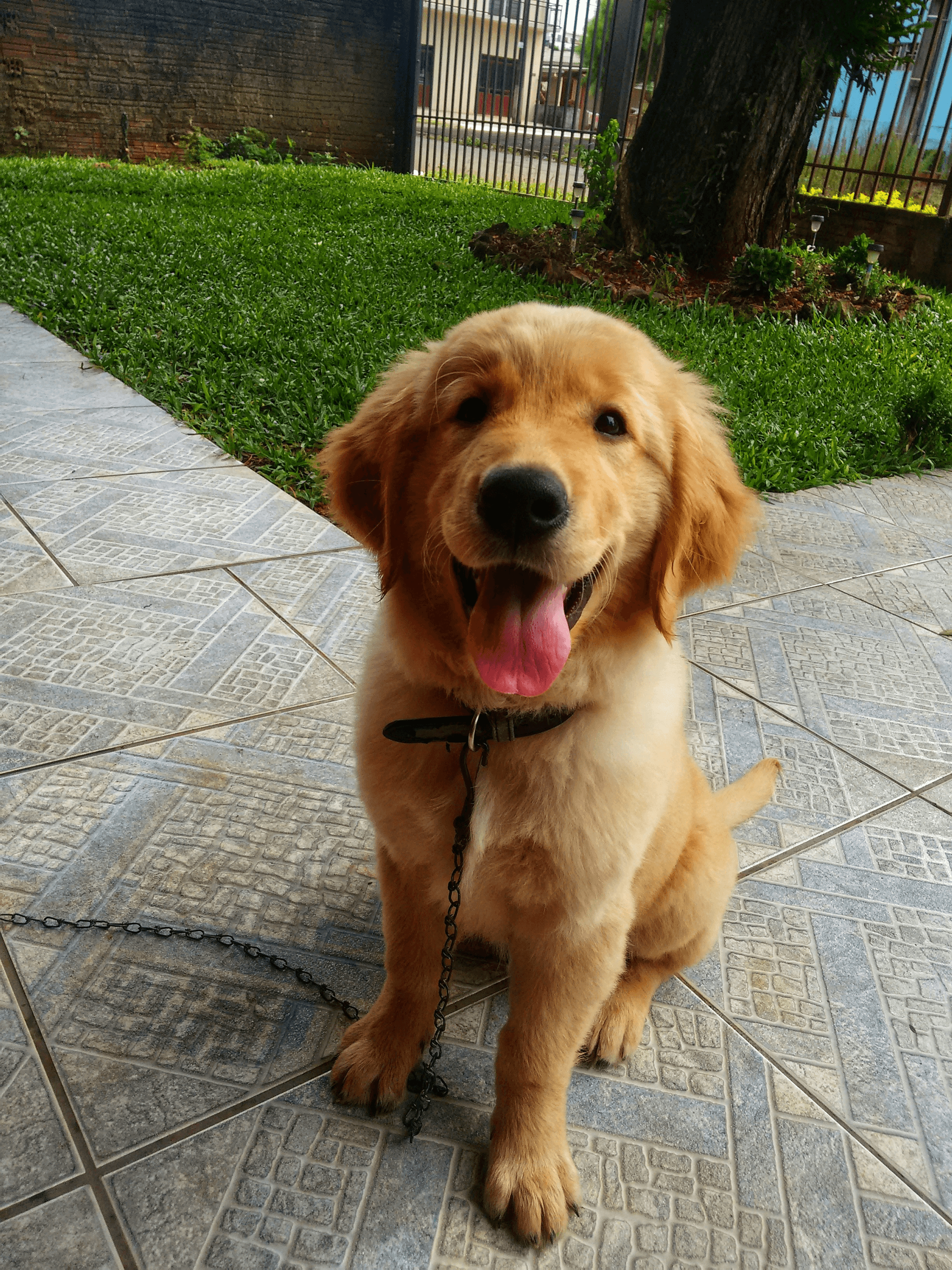 Golden retriever using a dog communication board