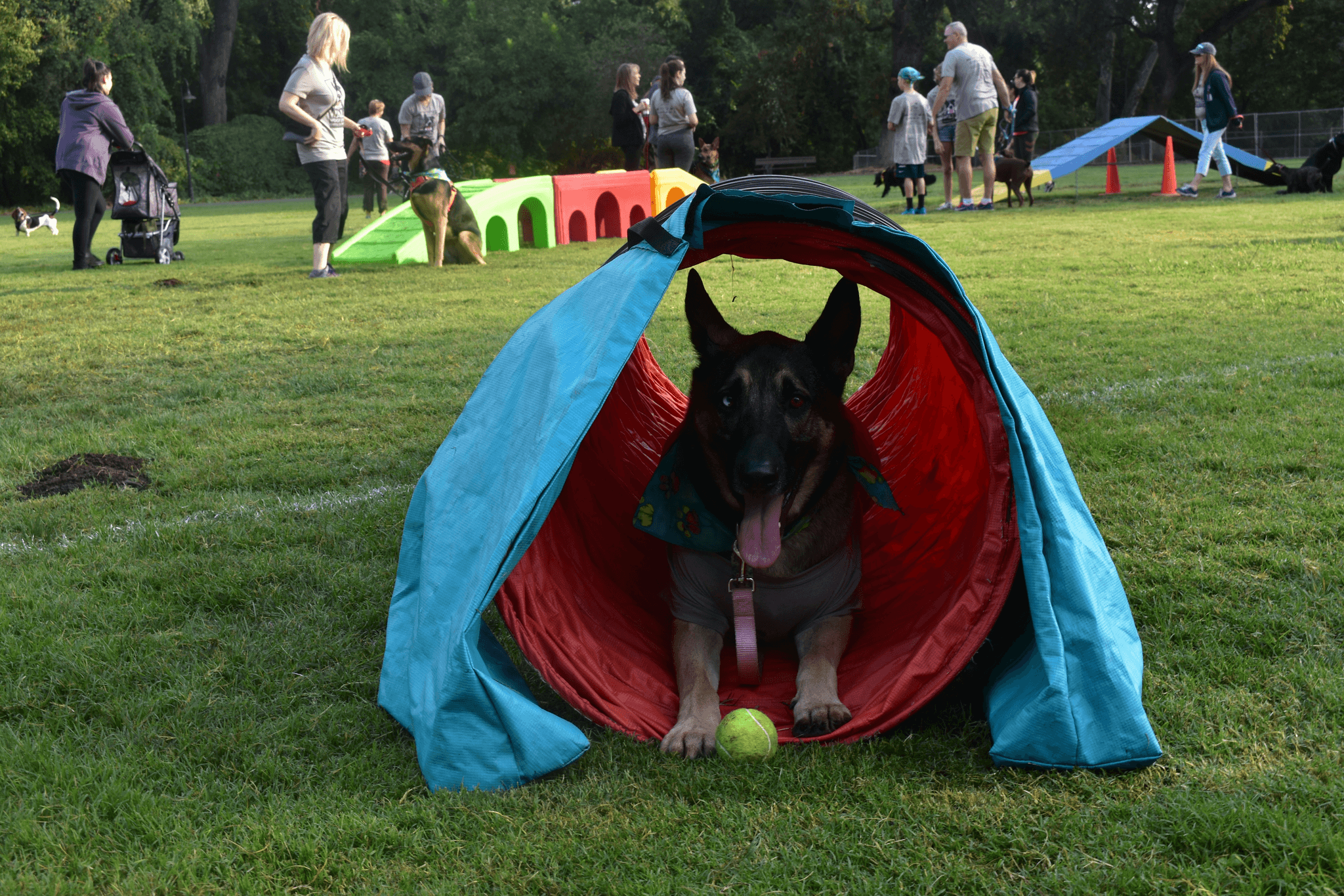 How to entertain my dog while I work from home