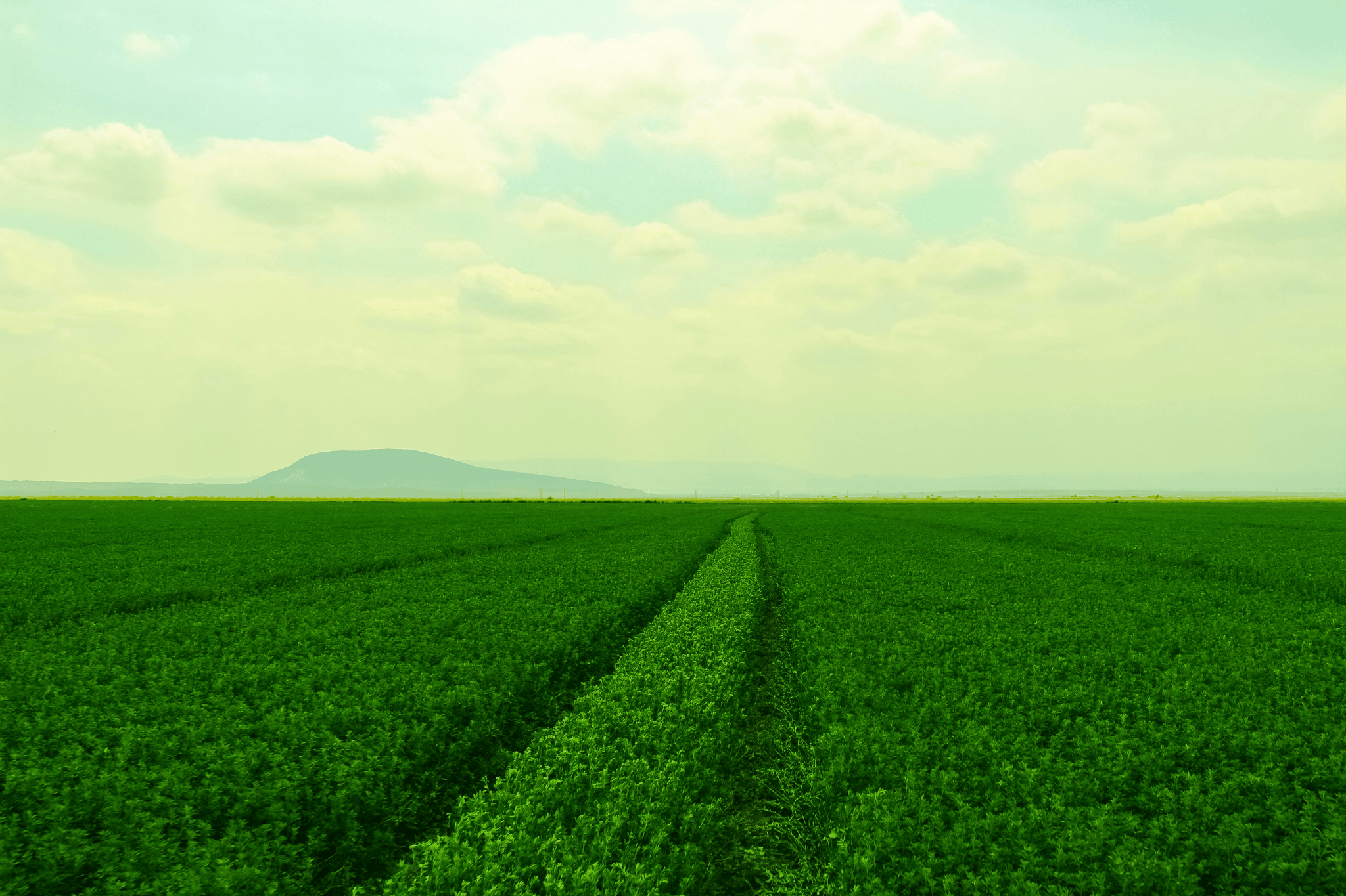 Freshly harvested fields showcasing high-quality freeze dried peas.