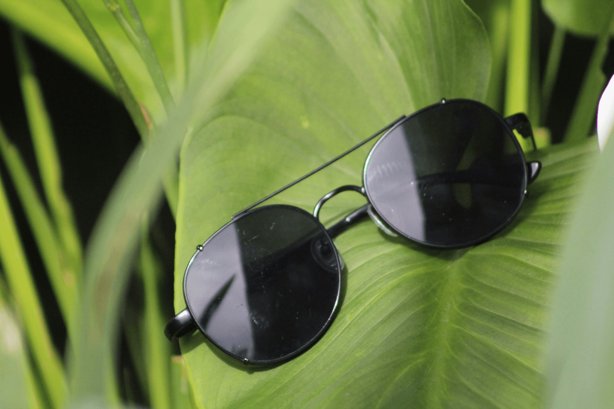Aviator sunglasses displayed outdoors highlighting style and elegance.