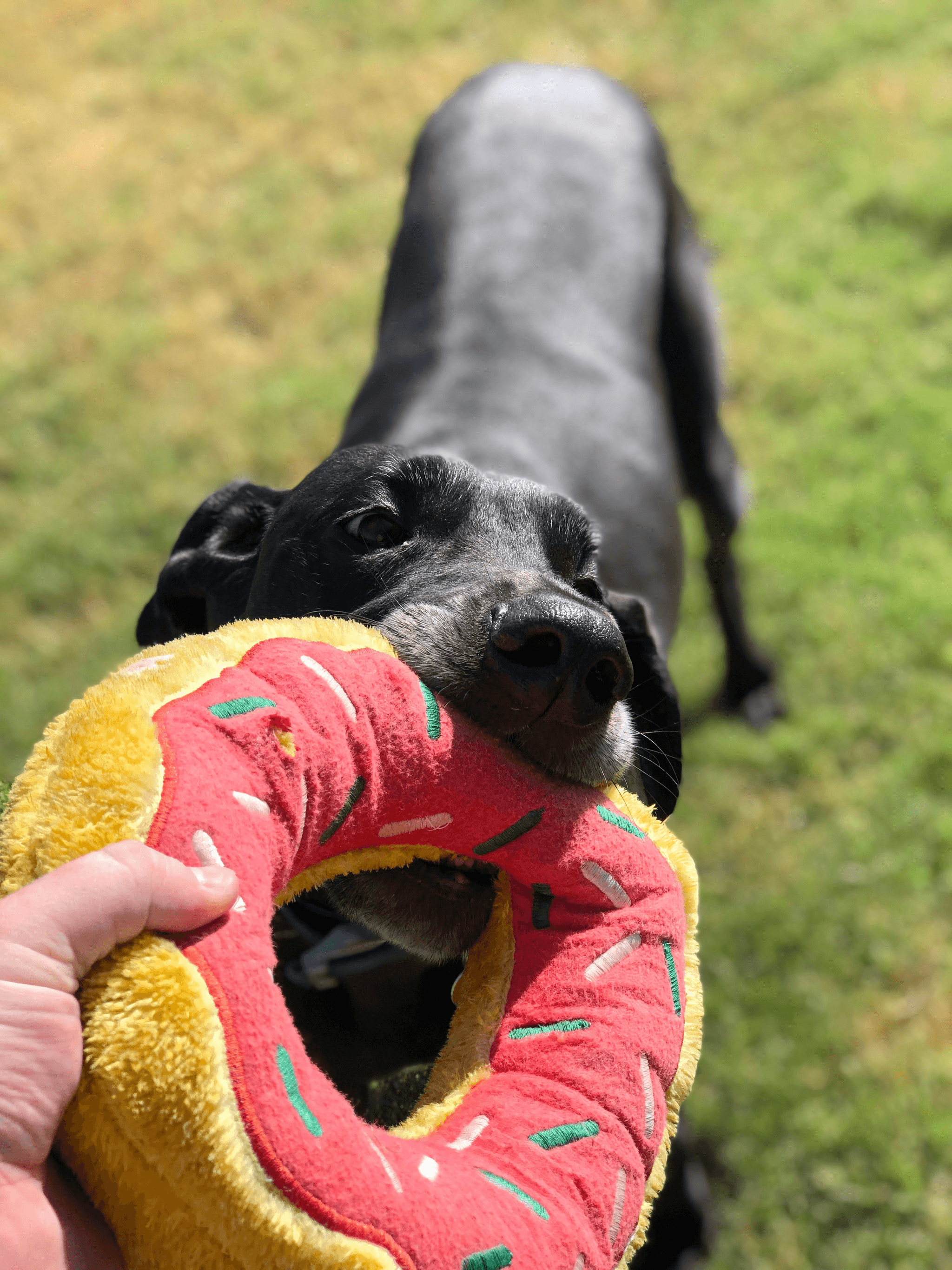 how to entertain my dog while I work from home