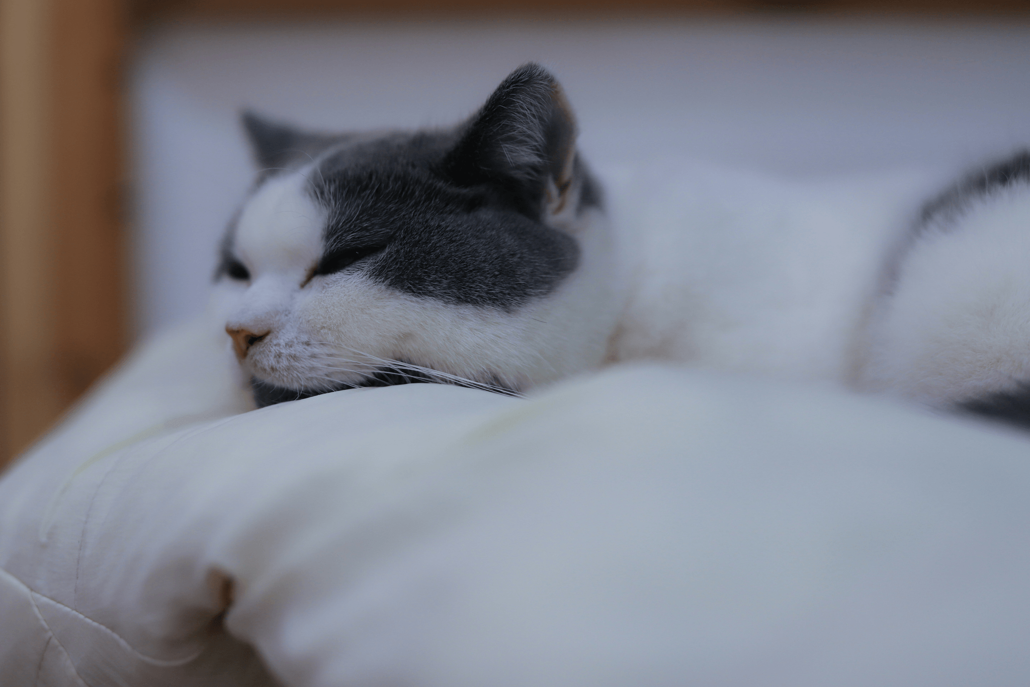 A close-up of a dog or cat looking tired or quiet, not playful. Use a soft-focus background to emphasize mood