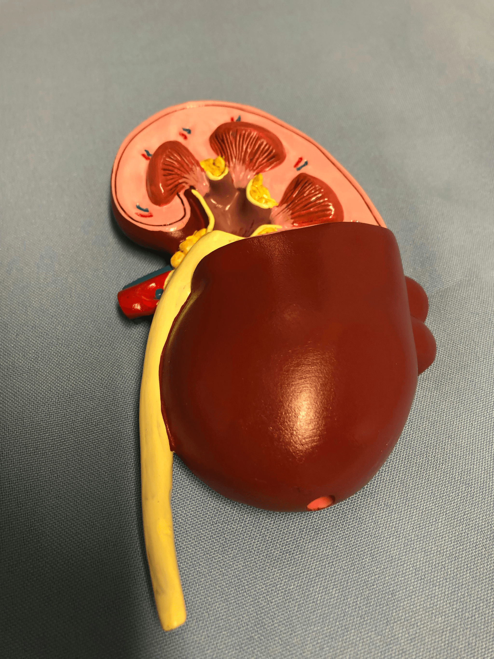 一直想尿！一天超過8次便算頻尿？詳解頻尿成因、潛在風險、症狀、治療與飲食｜淺顯易懂的行醫筆記｜療寮診所．板橋江子翠｜家醫科診所．健保一般科