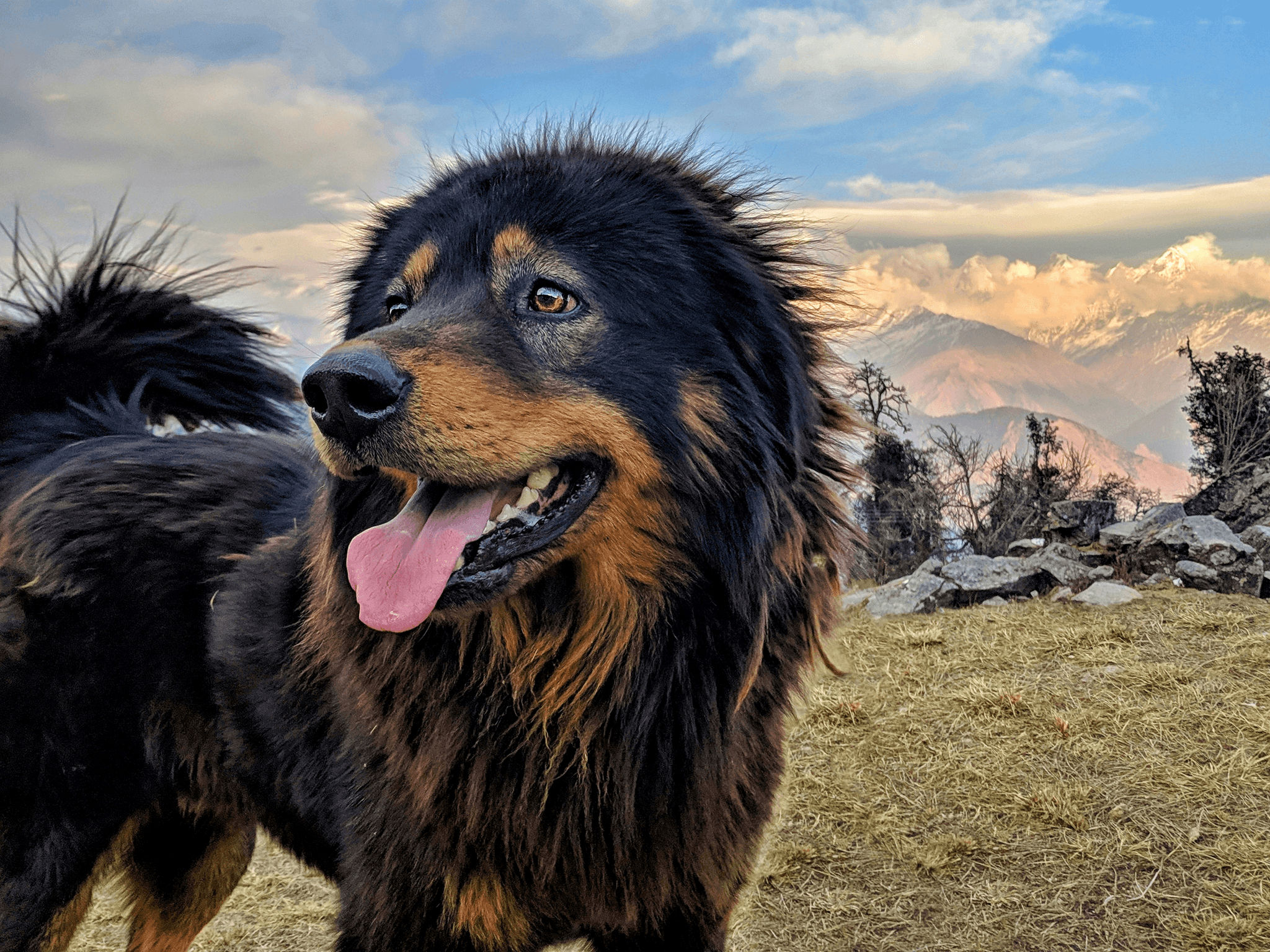 Tibetan Mastiff: Unique Dog from the Tibetan Plateau