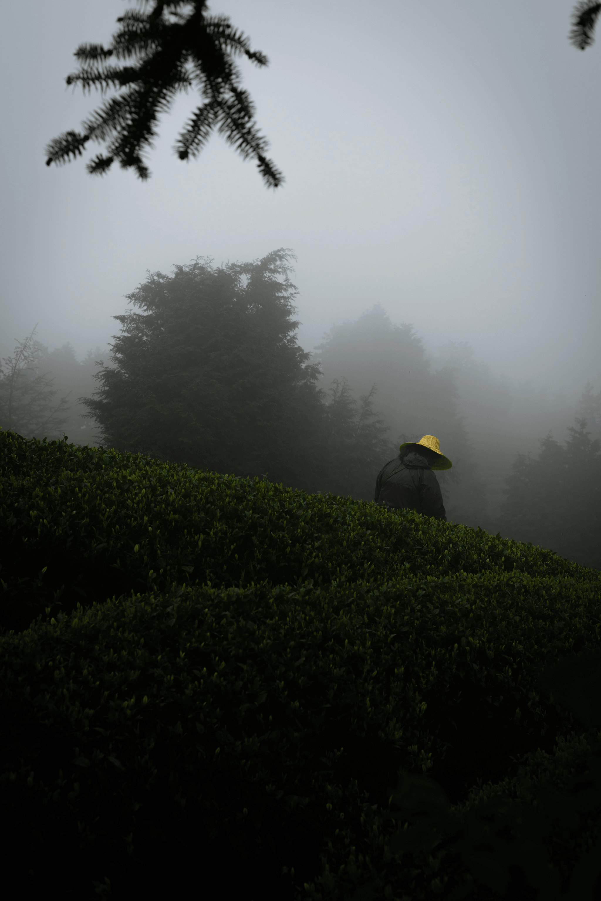 盟｜茶葉與茶農