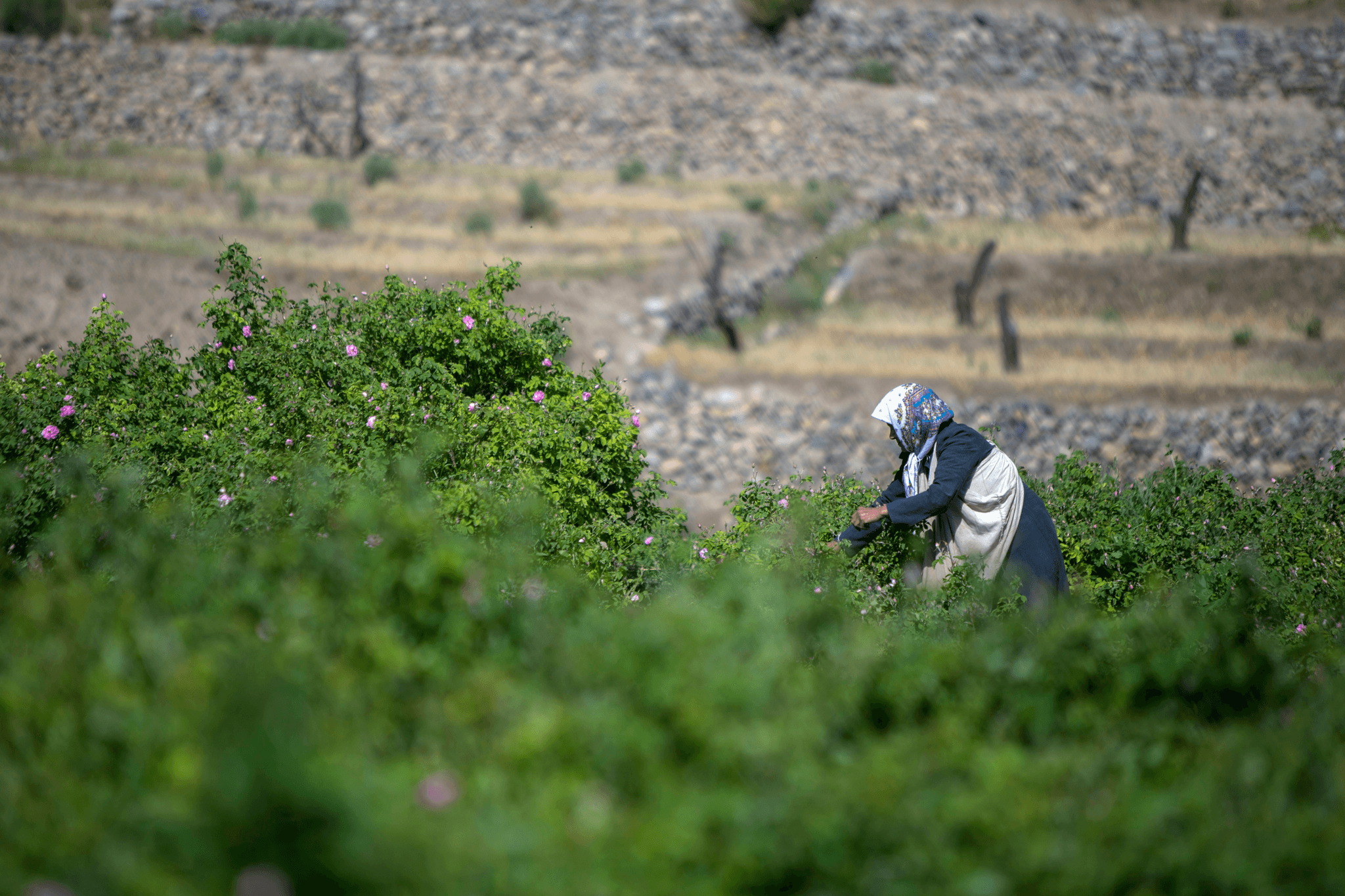 inspections for grapes ensuring MRL compliance worldwide
