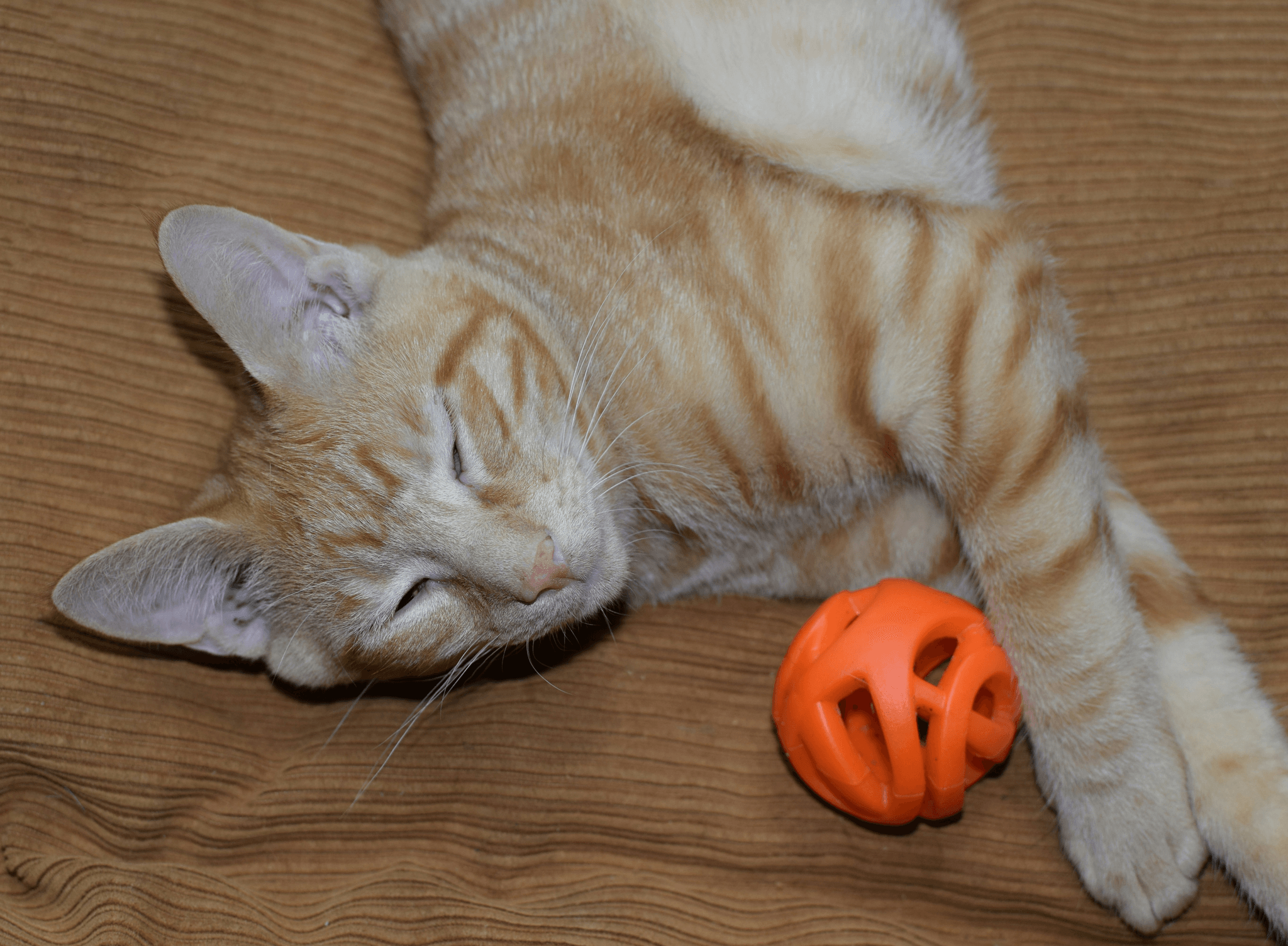 Cat playing with motion-activated ball toy