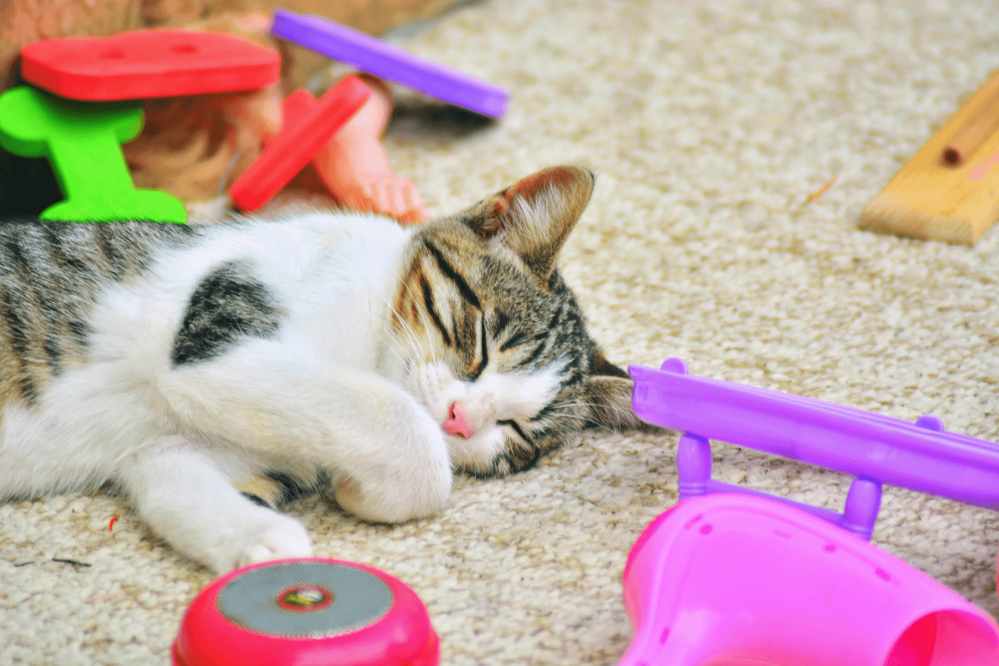 automatic cat toys for playtime