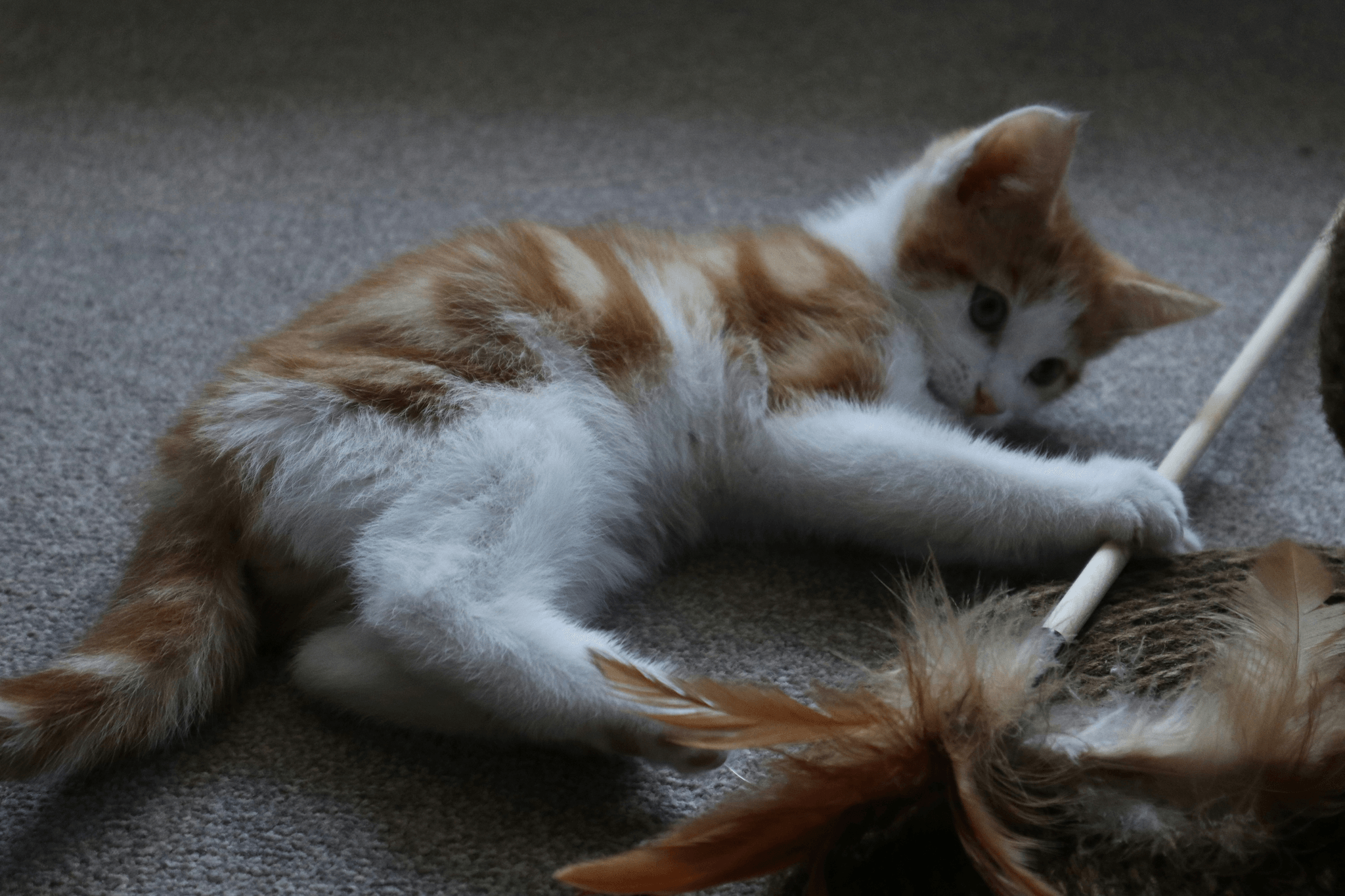 Interactive playtime with moving cat toys