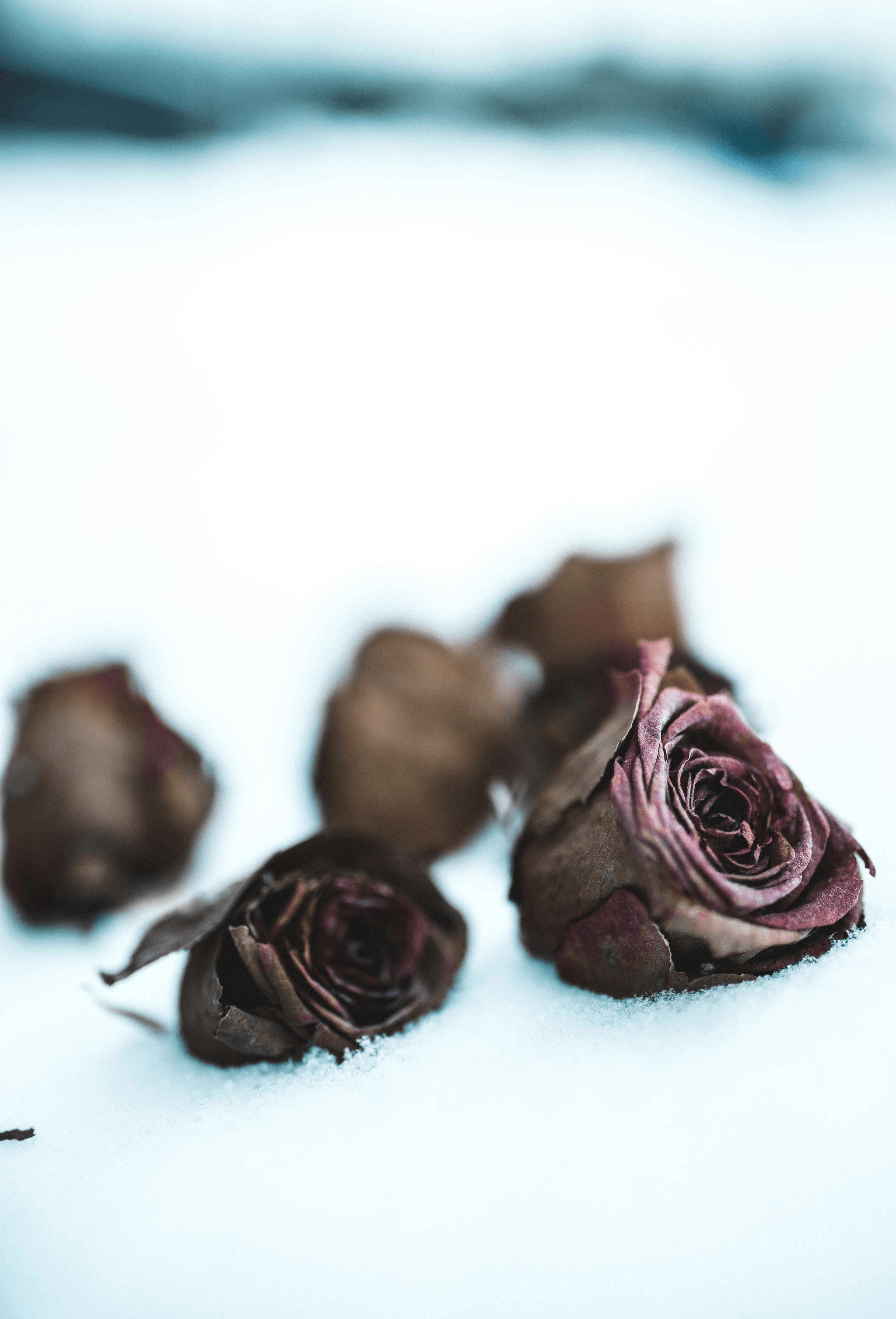 Explore high-quality freeze dried rose petals bulk for culinary delights.